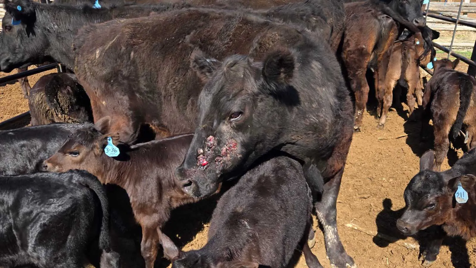 A cow shows the effects of an attack by what its owner believes is roaming Great Pyranese dogs that have allegedly been killing cattle for years.