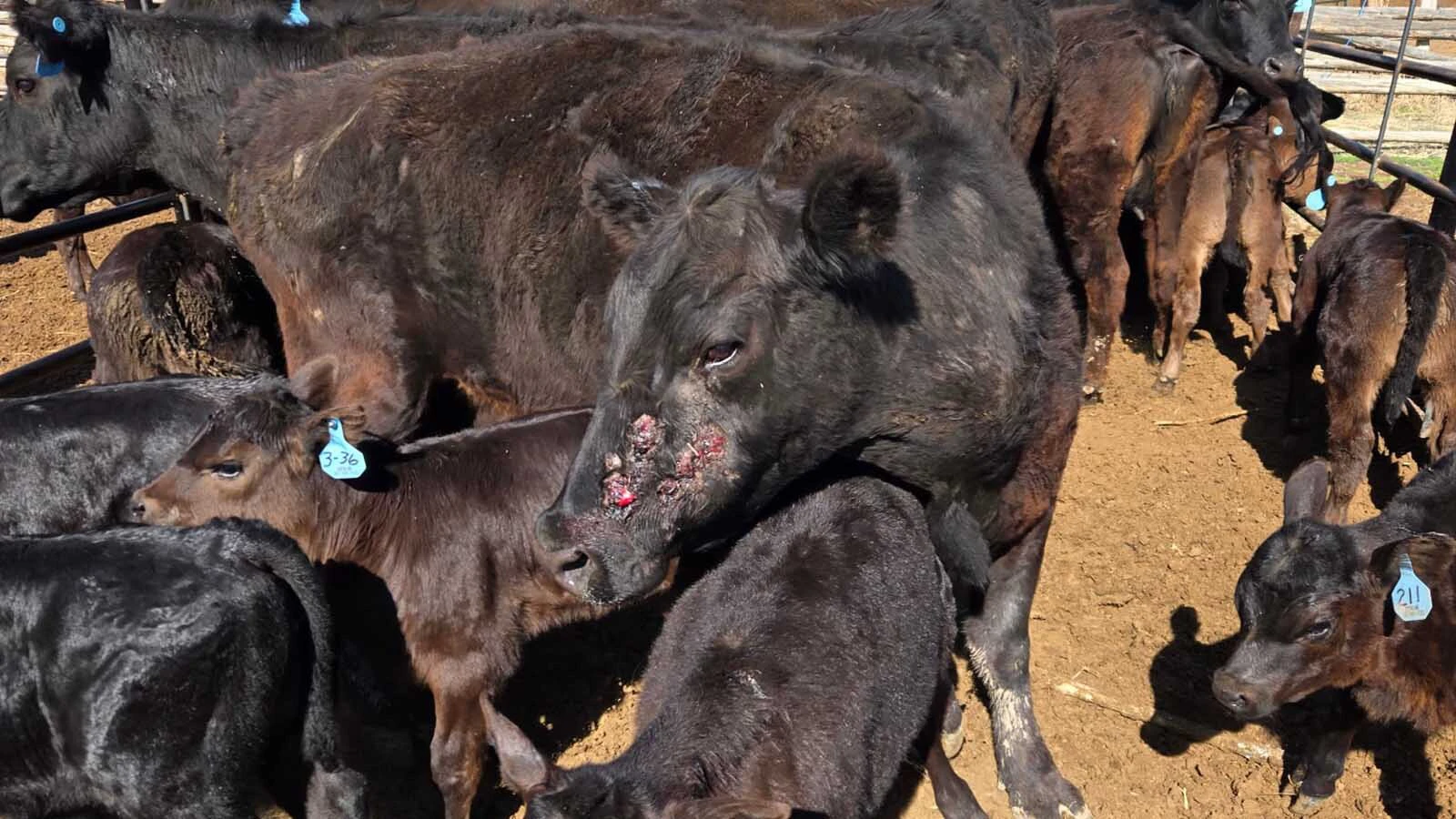A cow shows the effects of an attack by what its owner believes is roaming Great Pyranese dogs that have allegedly been killing cattle for years.