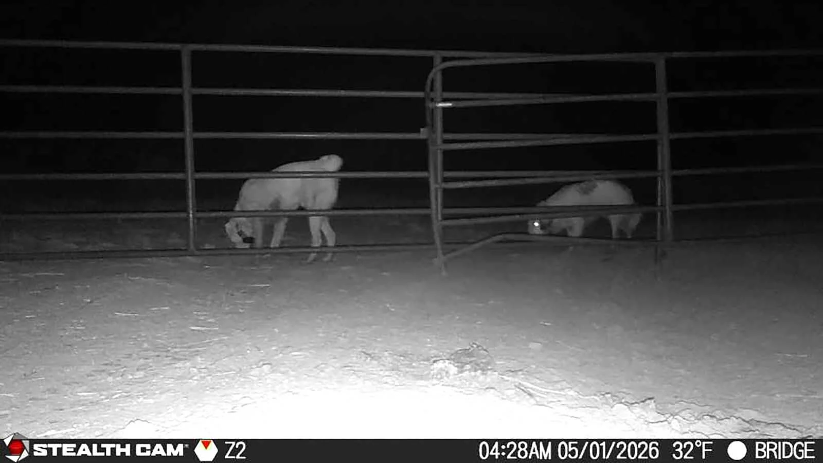 A number of surveillance cameras on Chris Eberline's ranch property have captured Great Pyrenees dogs she claims have been roaming and attacking livestock and killing calves.