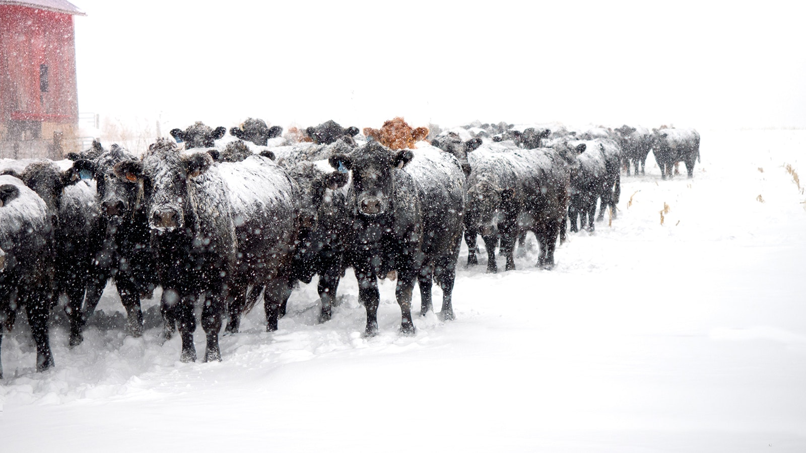Cows in snow 3 6 23
