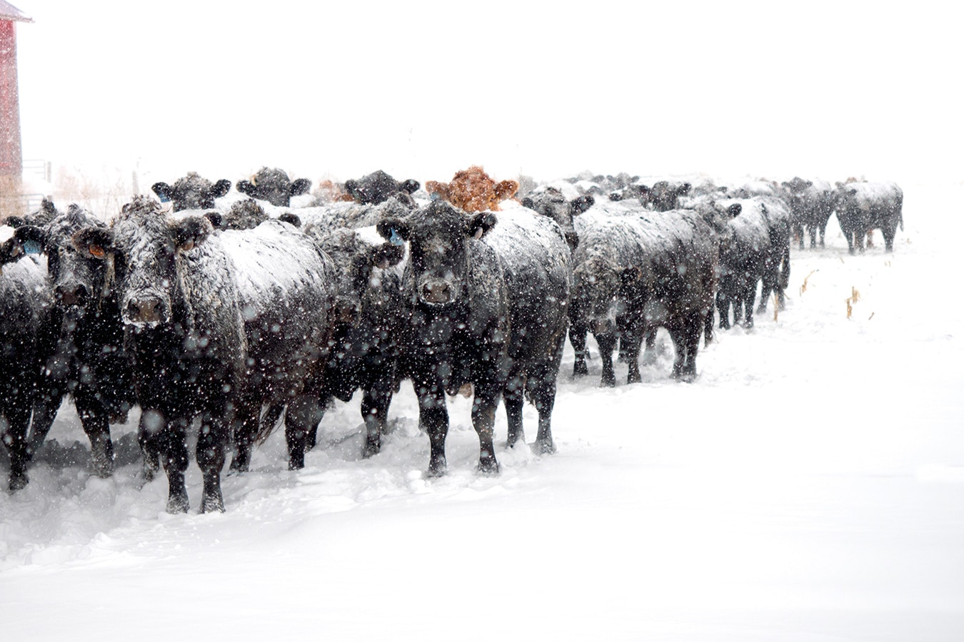 Cows in snow 3 6 23