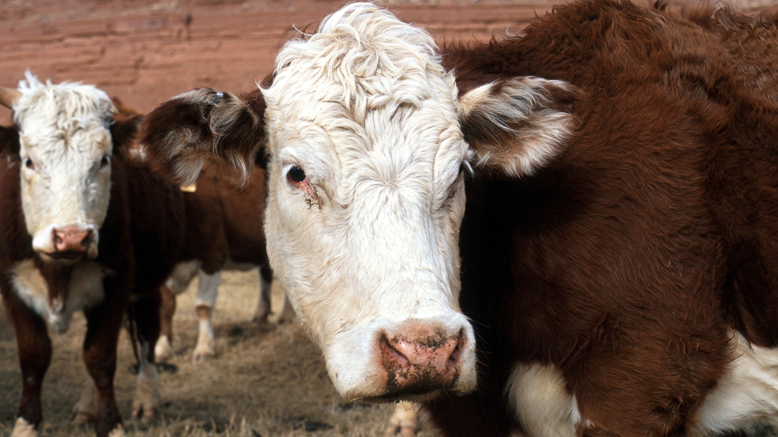 Cows graze on a ranch near Kaycee, Wyoming, in this file photo.