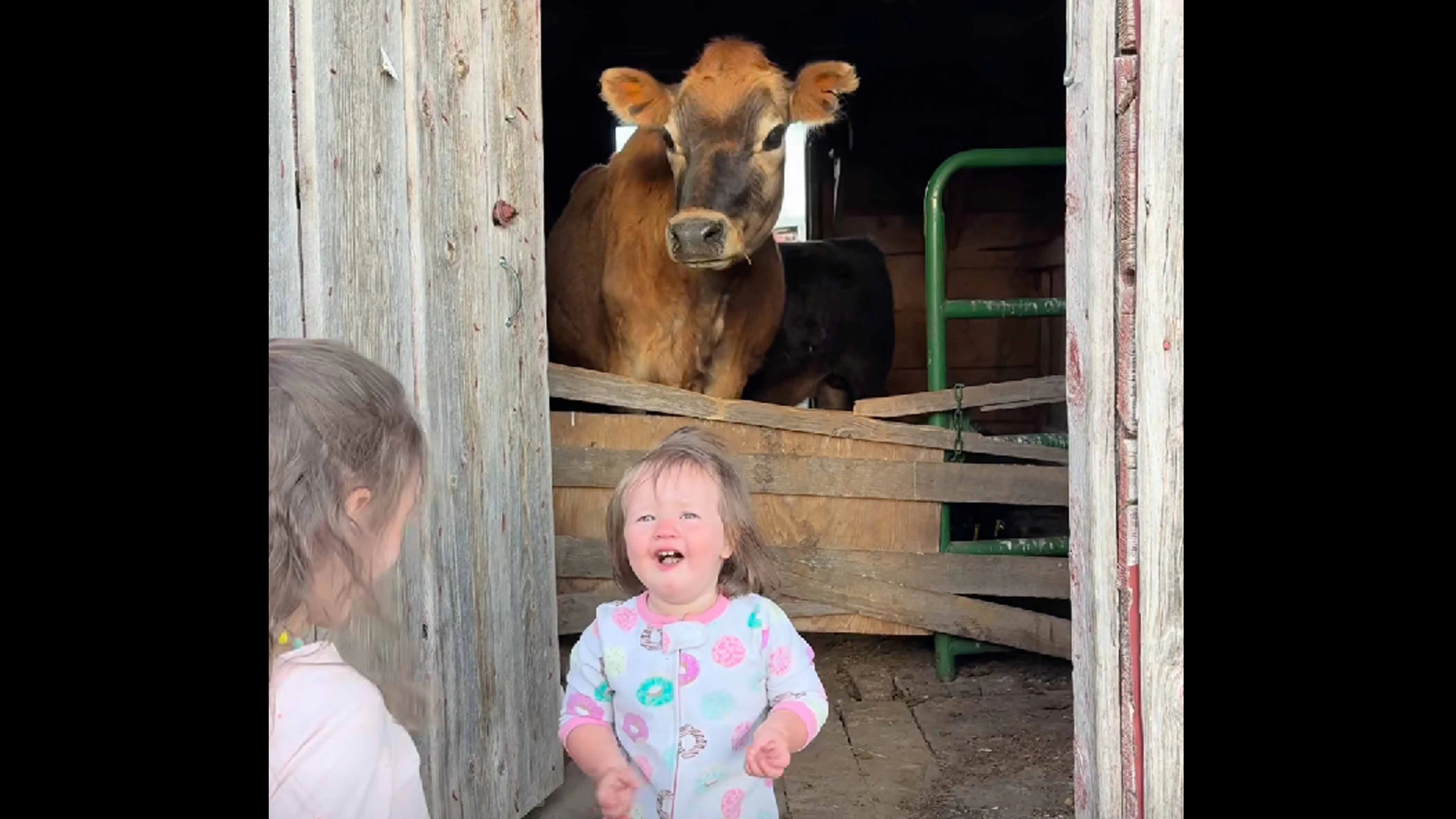 Cows no play 5 15 26
