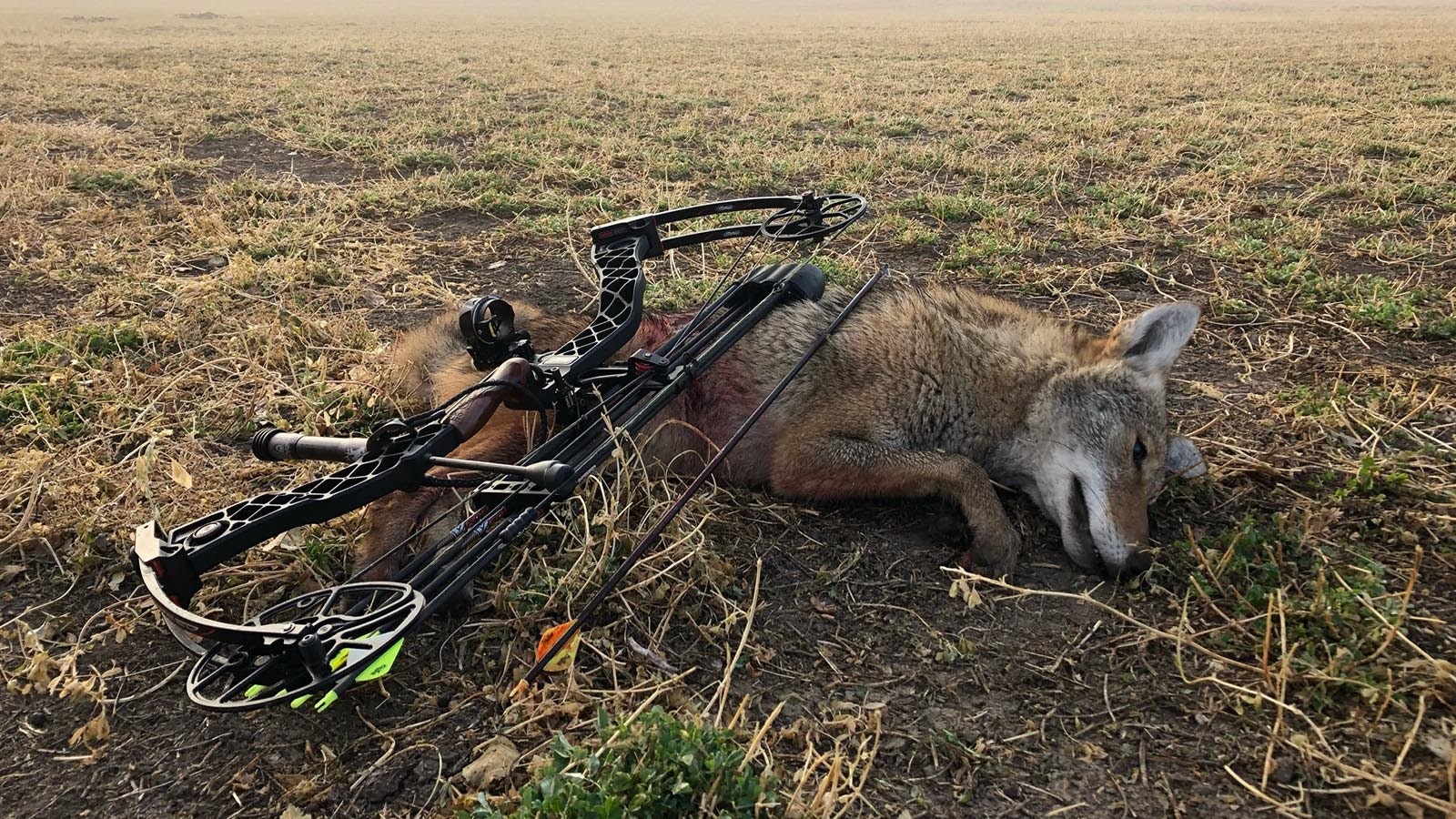 Opponents of coyote hunting contests say they involve needless killing. But supporters say these events involve ethical coyote hunting, with firearms or archery equipment.