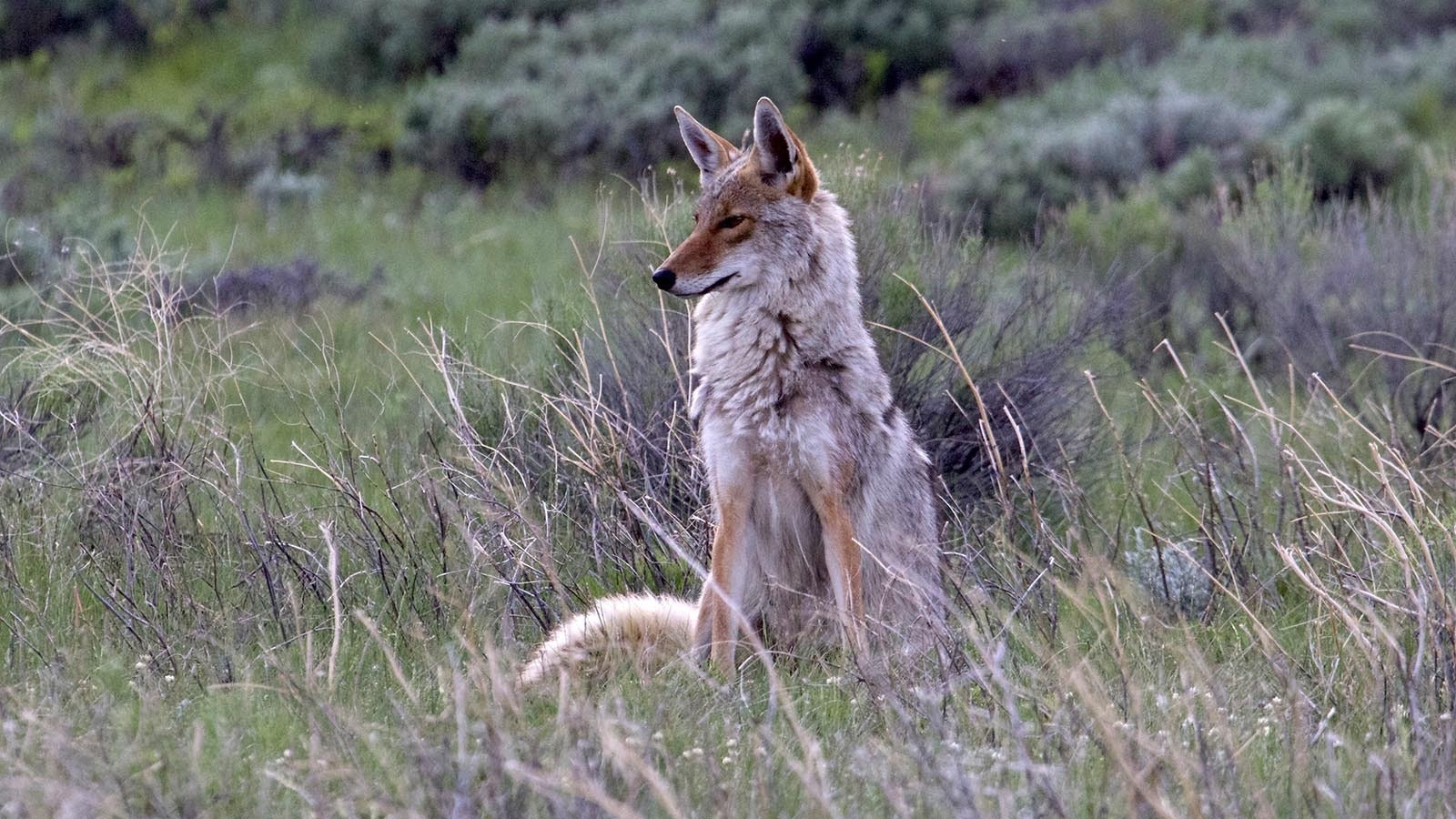 Though they’re frequently spotted alone, most coyotes are members of a mated pair, and frequently an entire pack.