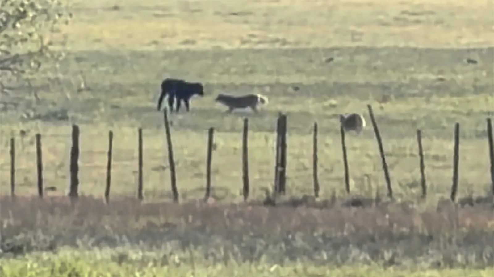 Rancher Amanda Cerveney took video of two coyotes attacking one of her neighbor’s calves in Colorado this week. There’s also a pack of wolves in the area.