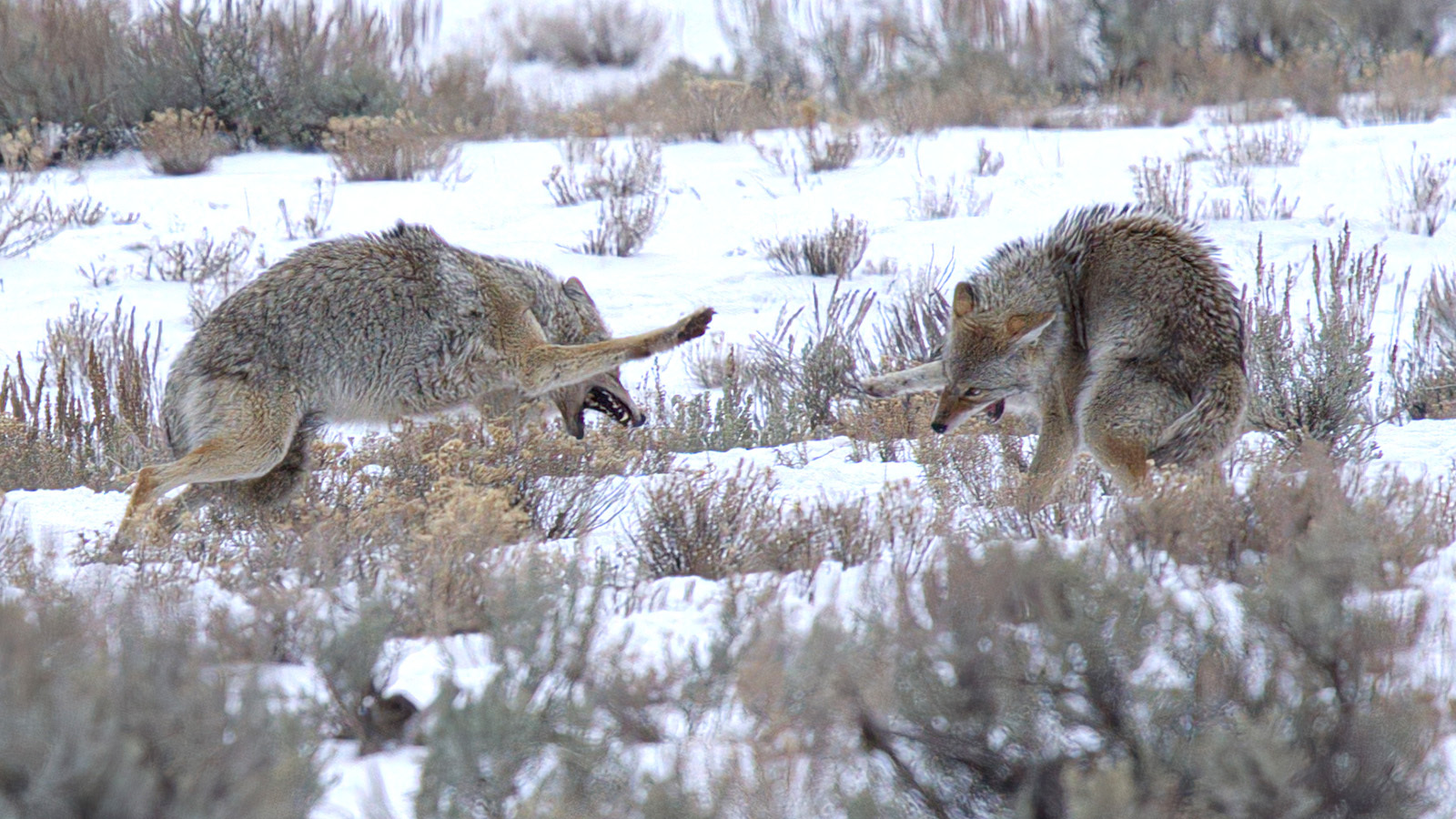 Two coyotes square off in an aggressive display over who gets access to a bison carcass in Yellowstone National Park. It’s for show, experts say, coyotes don’t get into violent fights with each other.