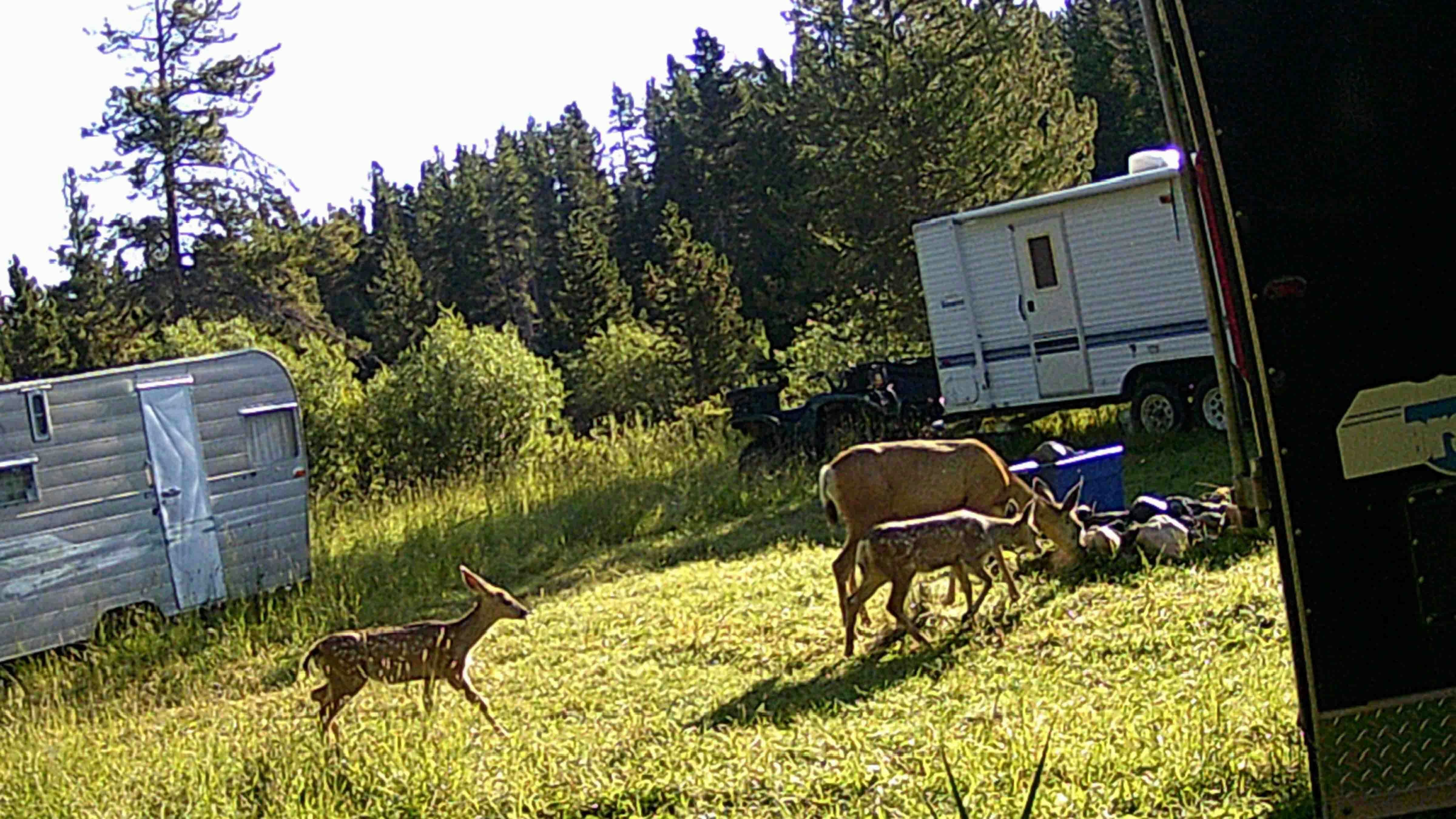 Normally, a trail camera that Tammy Cote and her husband set up at their campsite in the Bighorn Mountains captures photos of wildlife, like this doe deer and her twin fawns.
