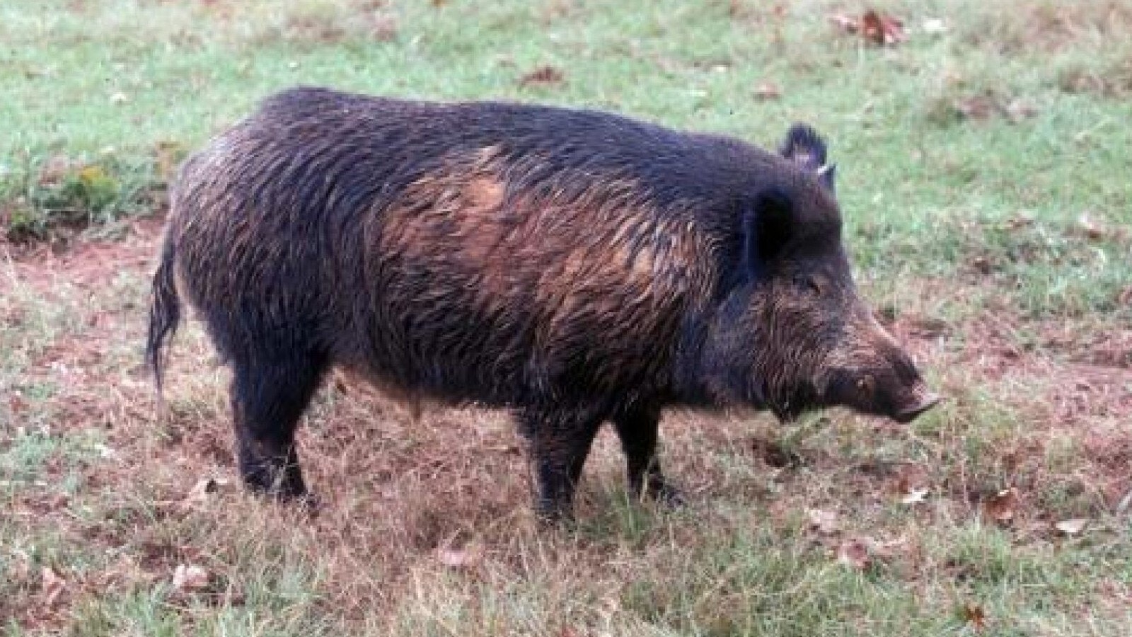Cropped pig 8 1