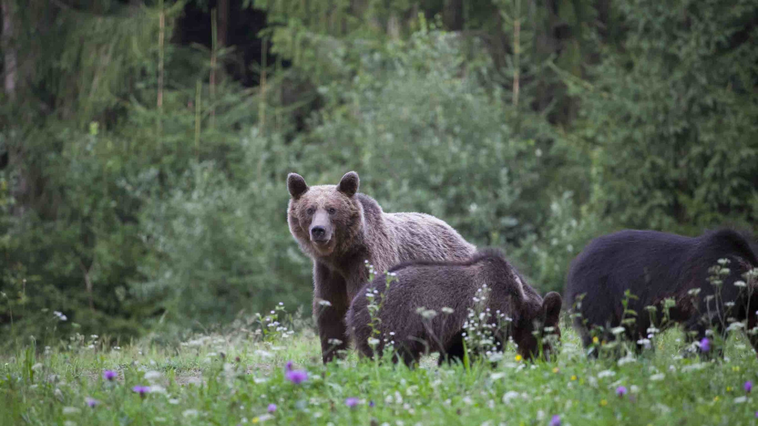 Curt gowdy bear scaled