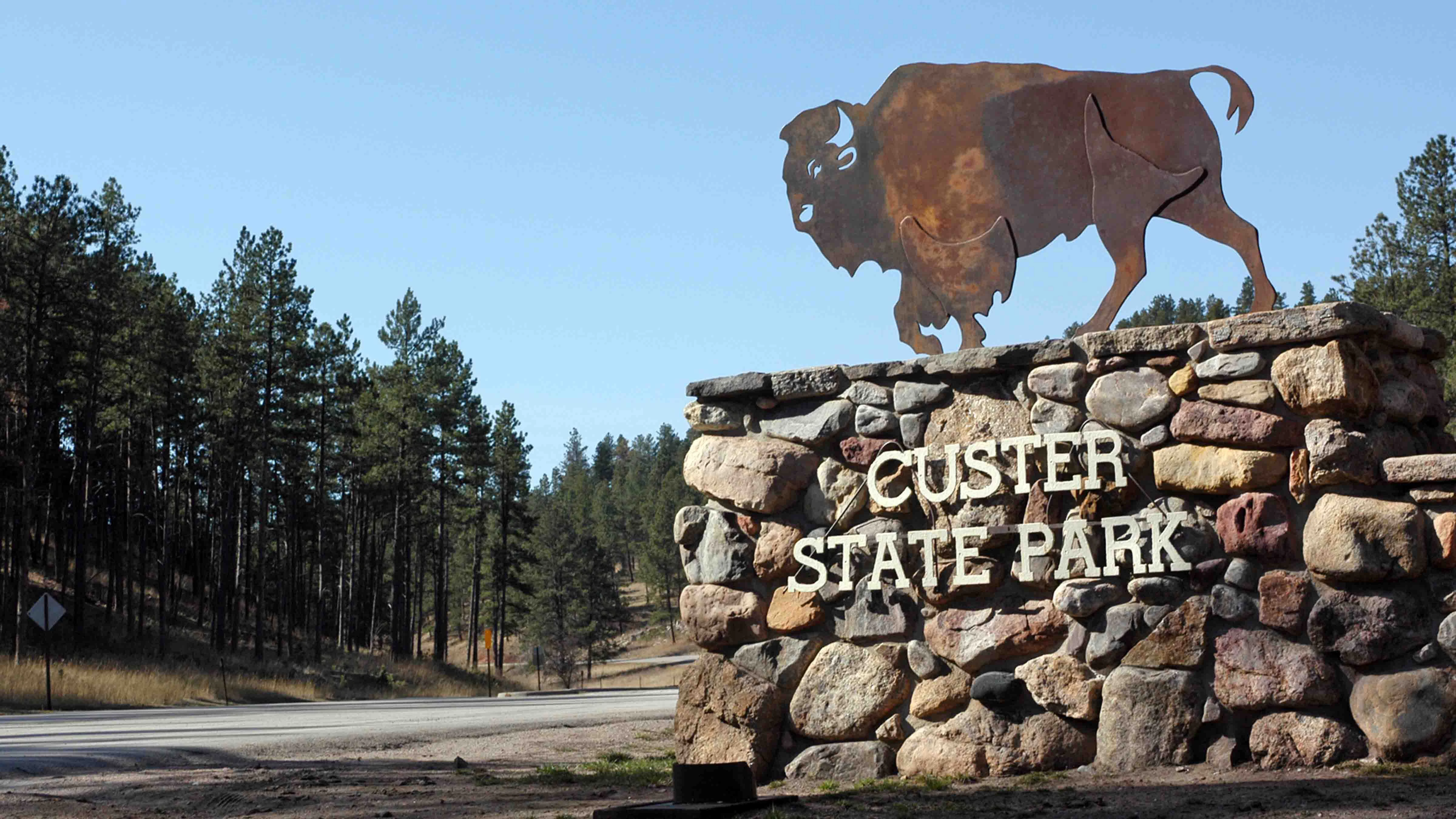 A 70-year-old tourist was killed this week when attacked twice by a bull bison on a popular hiking route in Custer State Park. “As they got closer to the bulls, one of them turned around and came at her,” the sheriff told Cowboy State Daily.