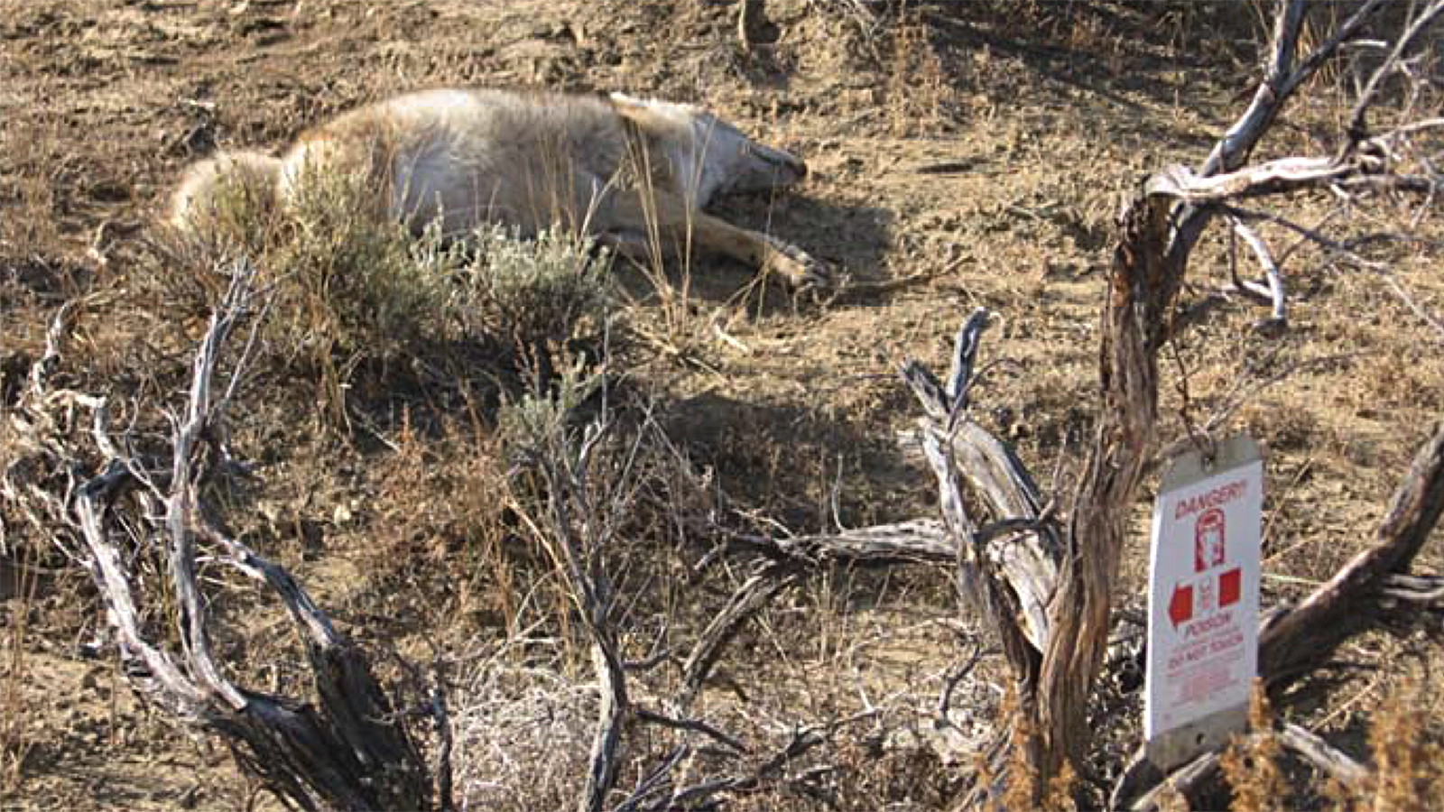 Cyanide killed coyote 7 20 23