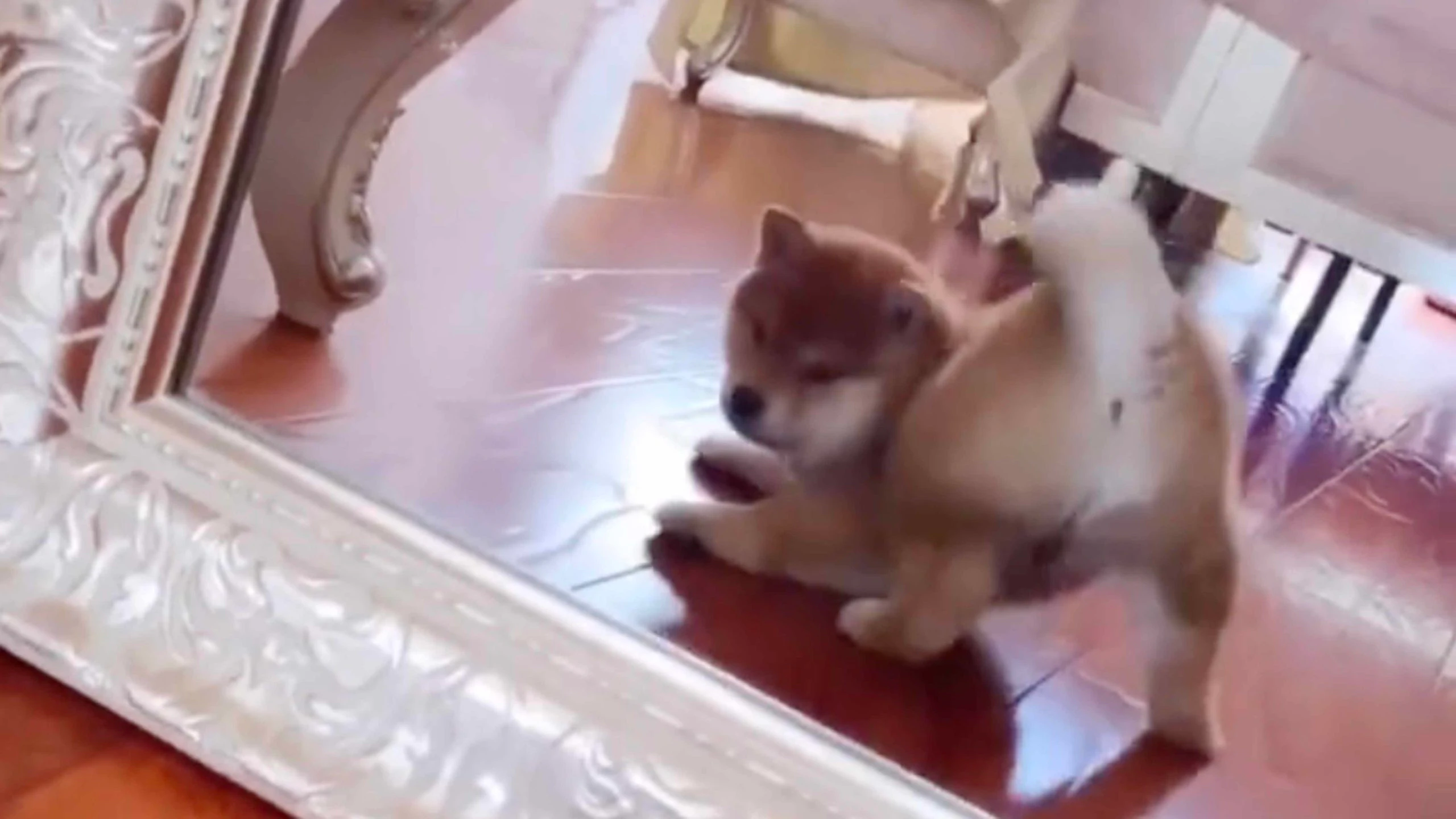 Daily smile 10 26 22 no play scaled