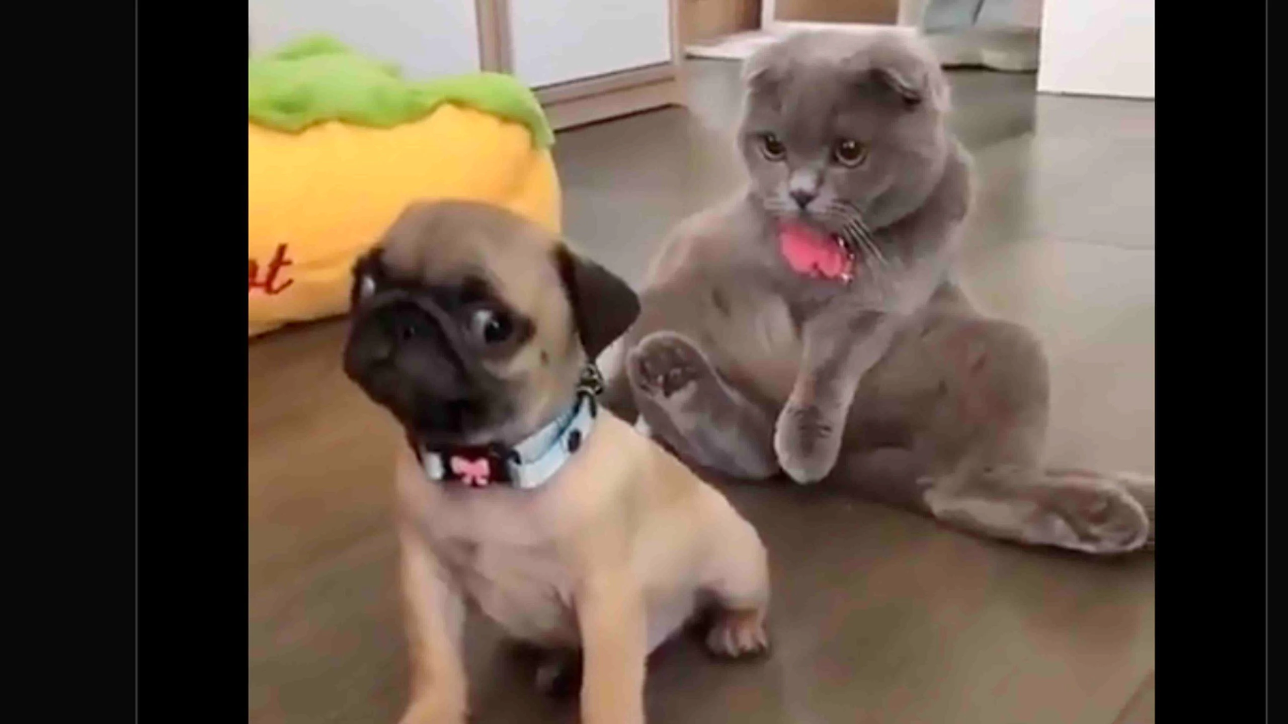 Daily smile 12 1 22 scaled