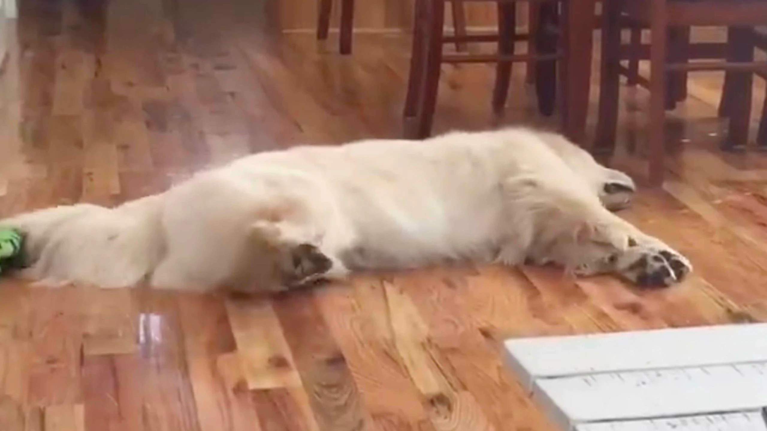 Daily smile no play 12 7 22 scaled