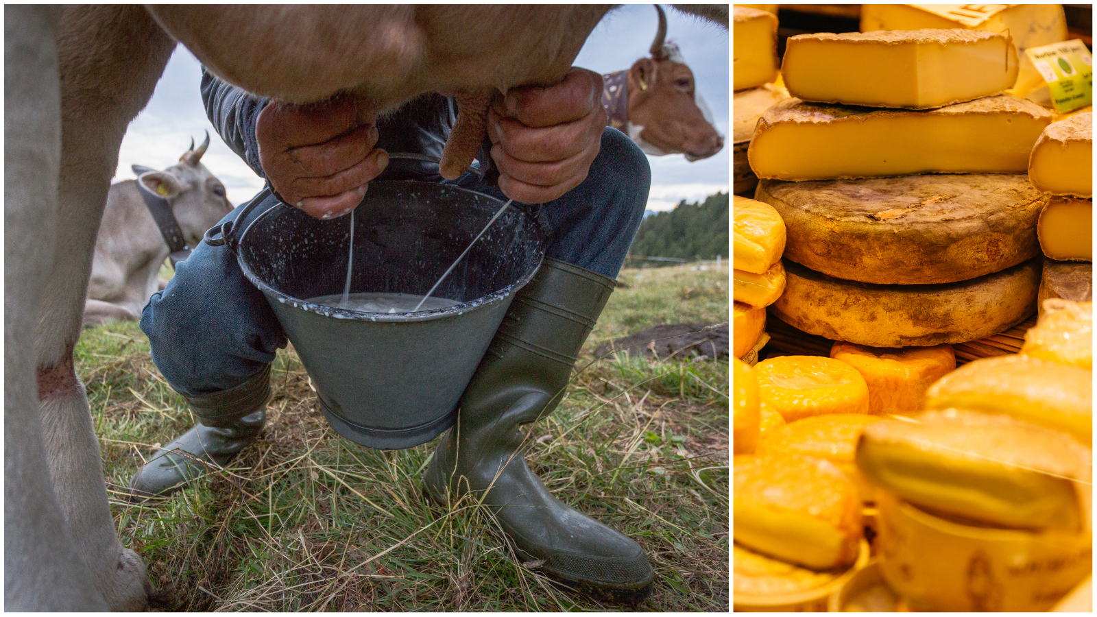 Dairy milk and cheese 2 22 23