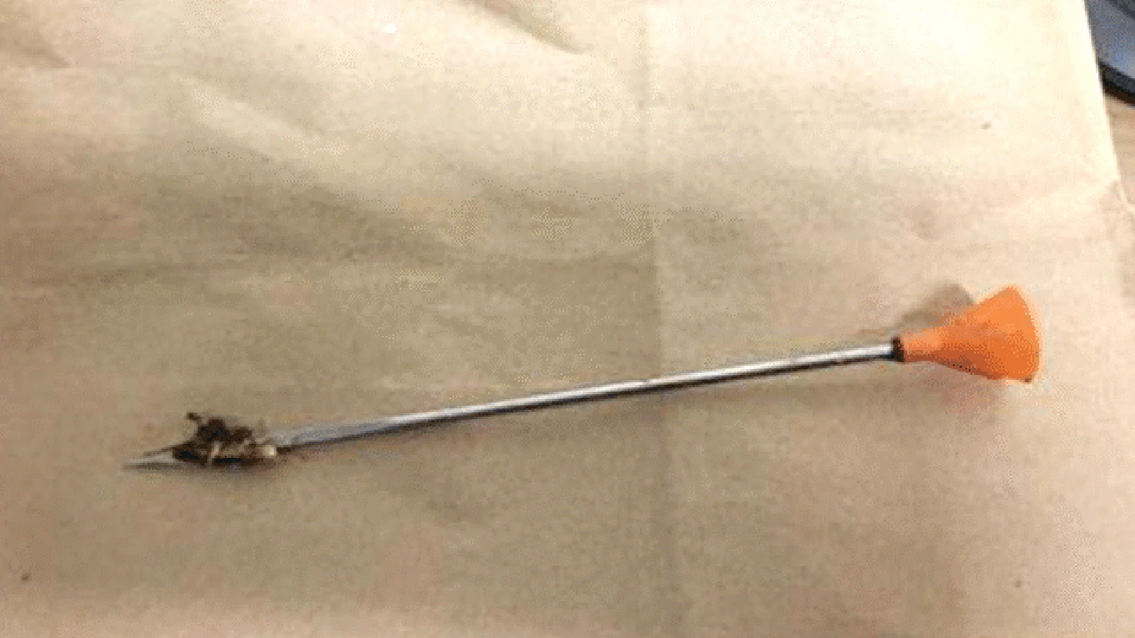 his blowdart was used to kill a mule dear fawn in Roundup, Montana.