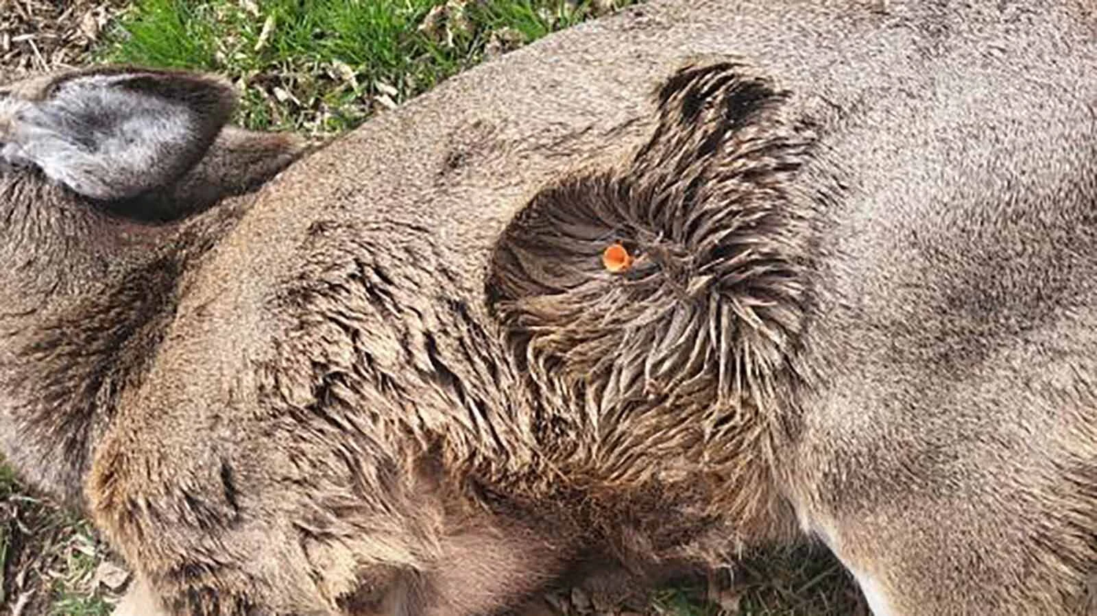 A mule deer yearling was killed with a blow dart in the Montana town of Roundup, north of Billings.