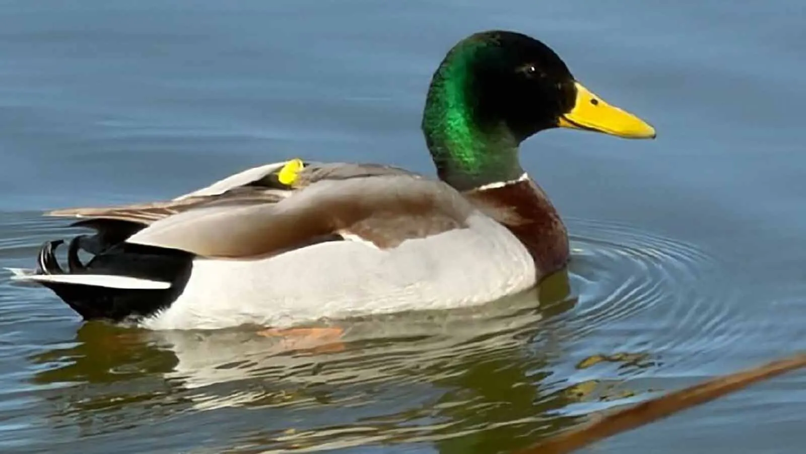 A mallard drake is pictured with a blow dart in its back in Billings, Montana, where there’s been a rash of waterfowl getting shot with blow darts.