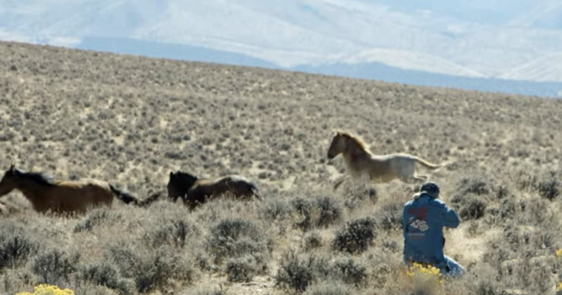 Dart shoot wild horse 8 28 22