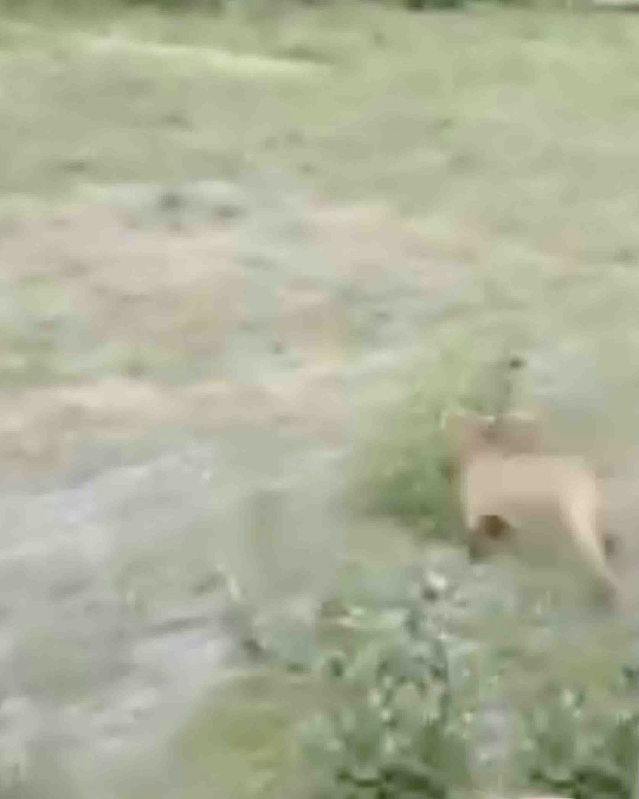 Darwin no play 8 13 24