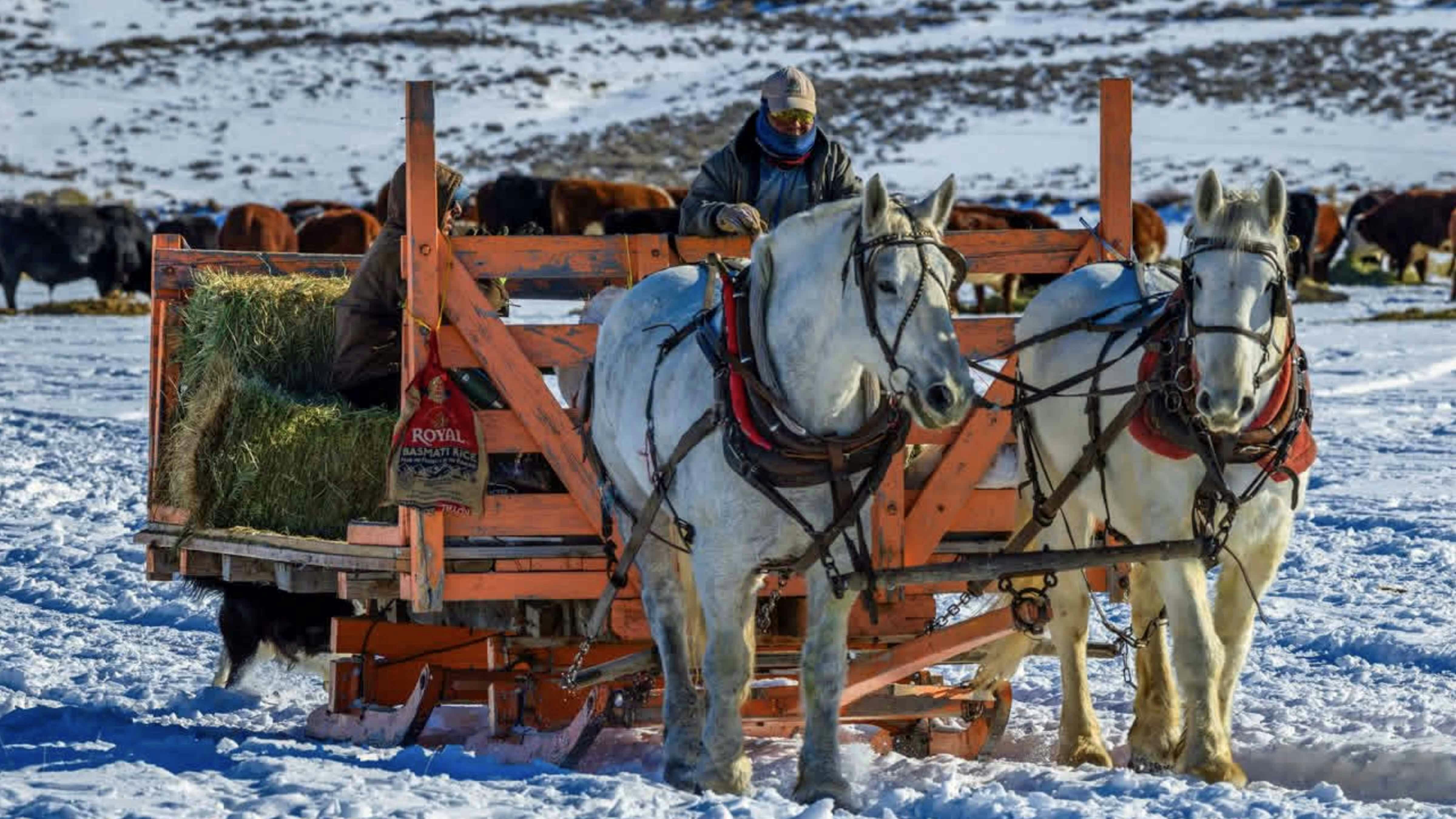 The traditional practice of feeding livestock in winter from a horse-drawn sleigh seems labor-intensive and less efficient than using modern technology. Some Wyoming ranchers do it anyway — a nod to old-time Western ranching.