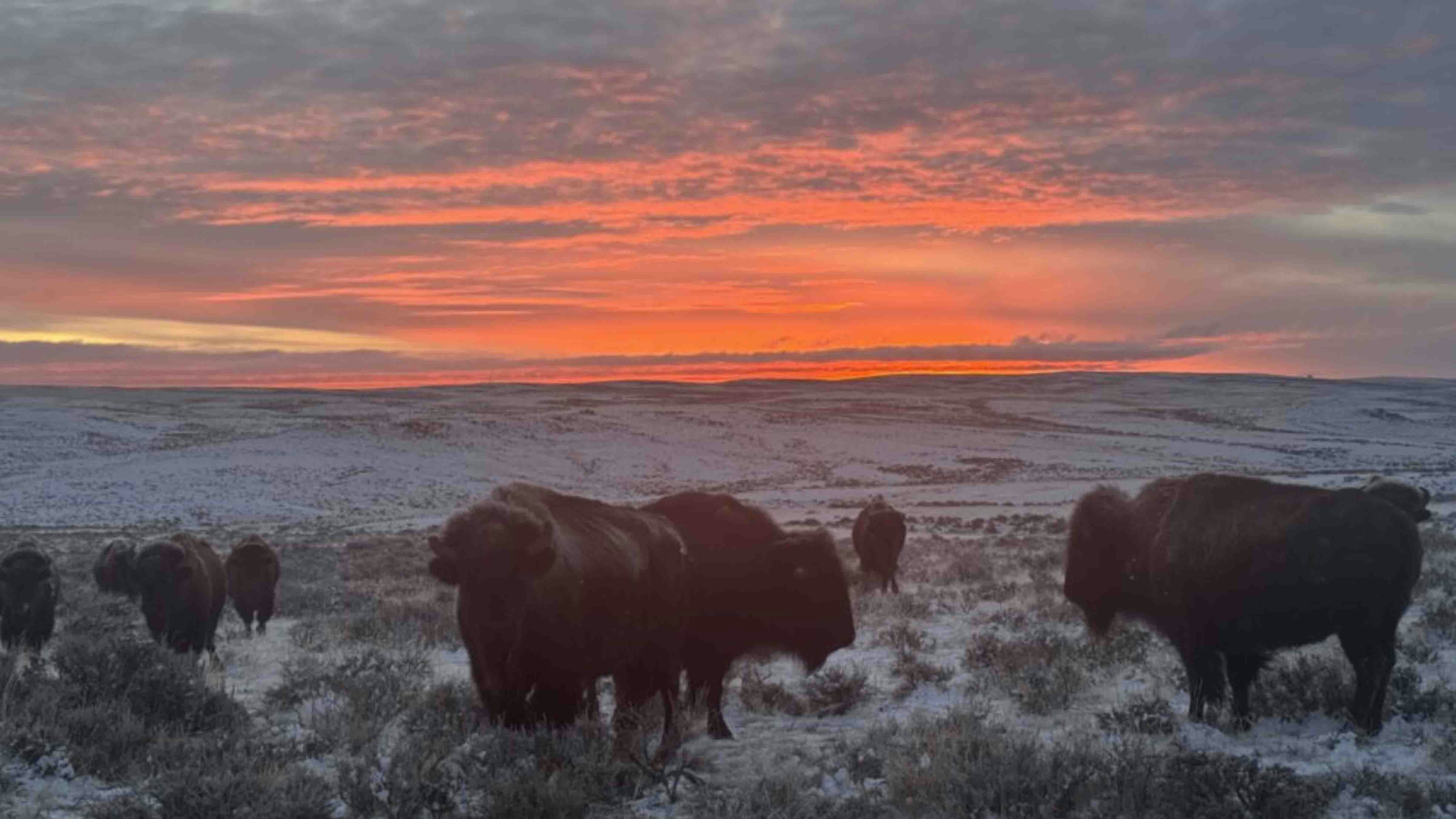 "I’m blessed to work on one of the finest ranches in the entire country.  This is just one morning of many I’m privileged enough to experience every morning in this greatest of states."