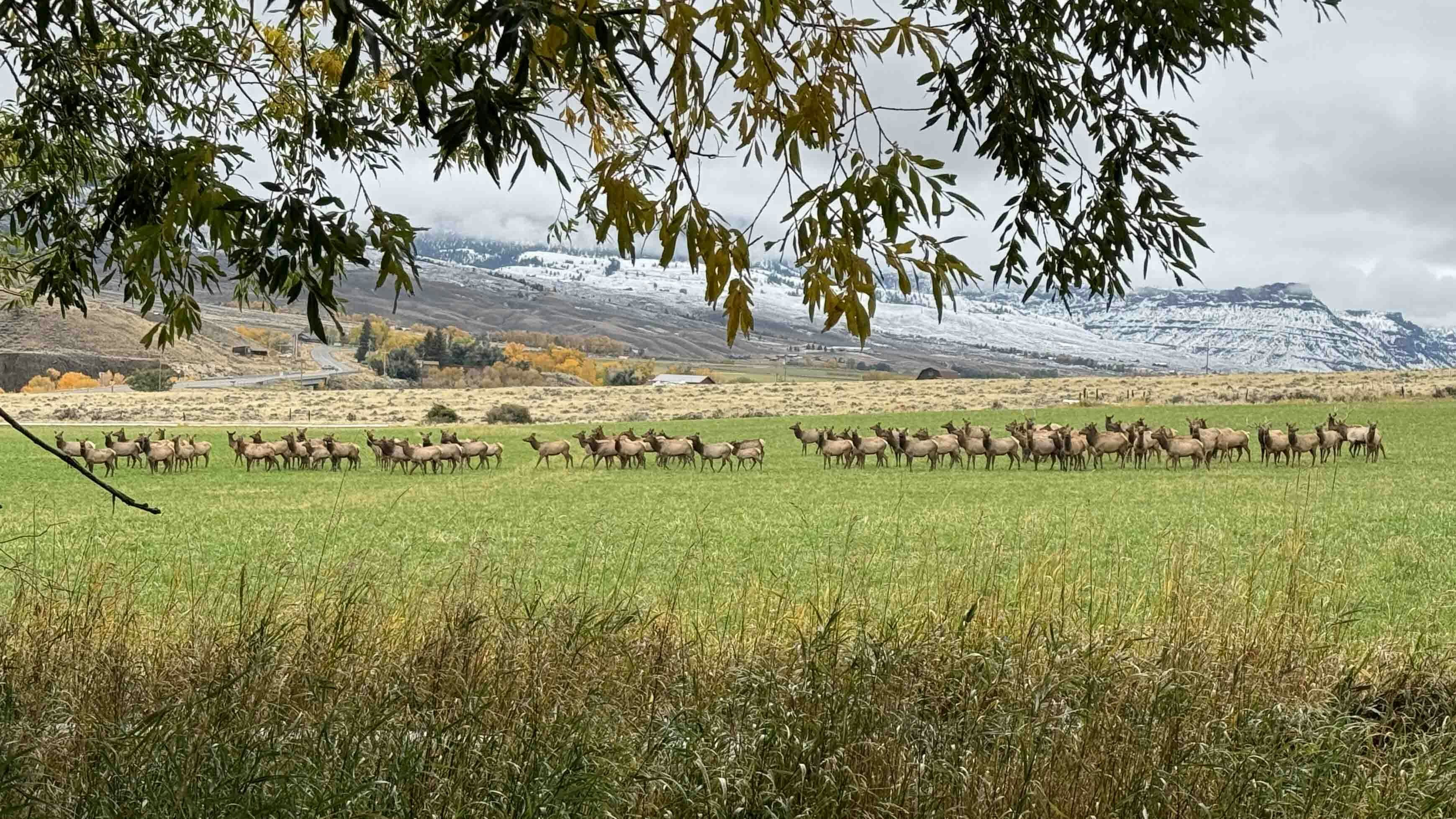 After a light dusting of snow, elk drop by for feed in Wapiti on Oct. 14, 2023