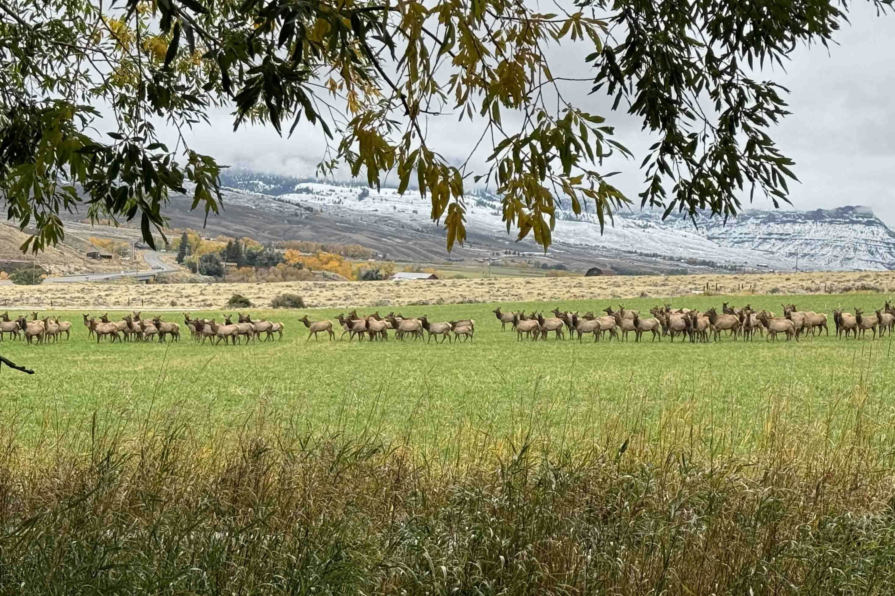 After a light dusting of snow, elk drop by for feed in Wapiti on Oct. 14, 2023