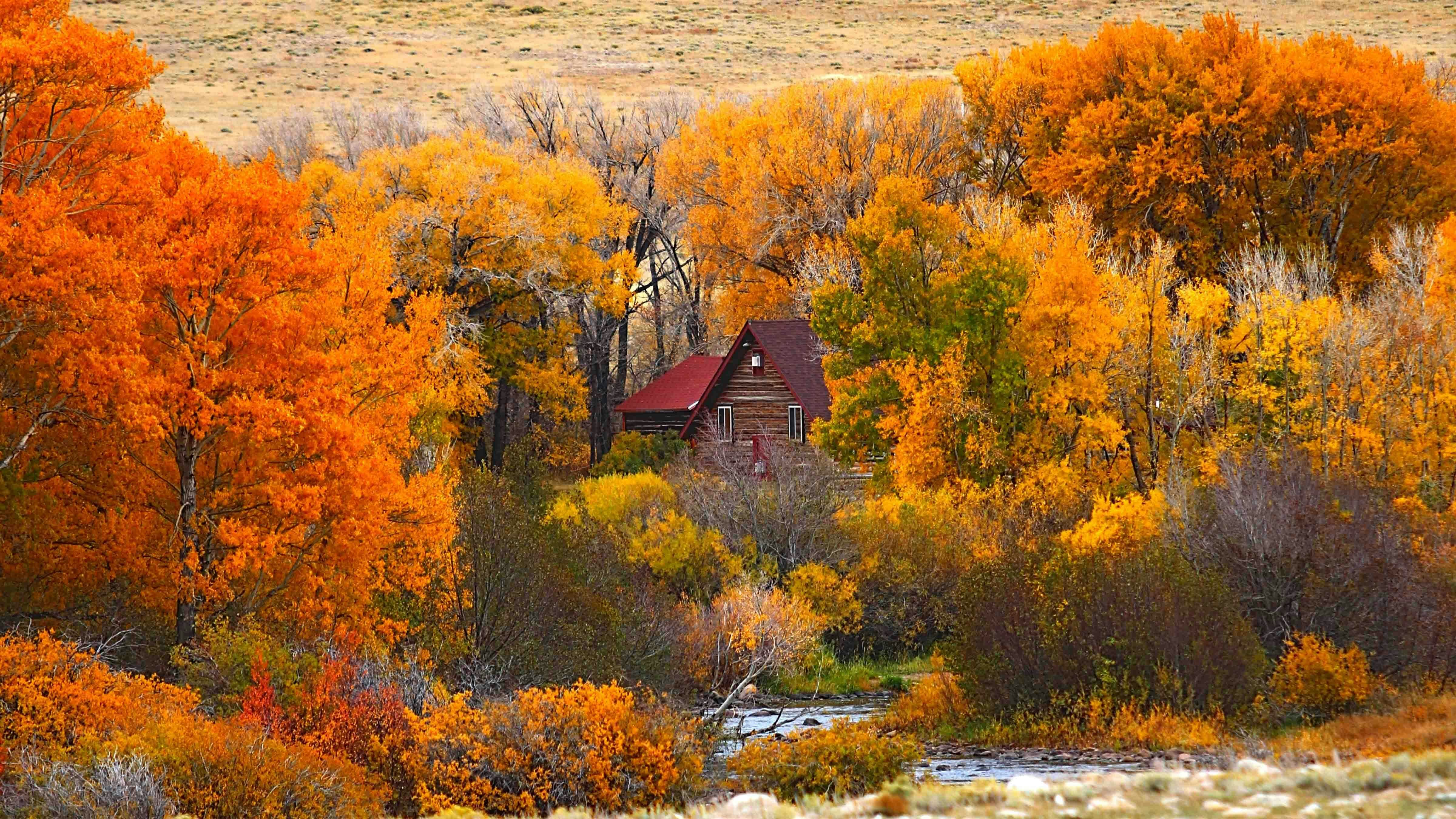 Fall foliage near Centennial, Wyoming.