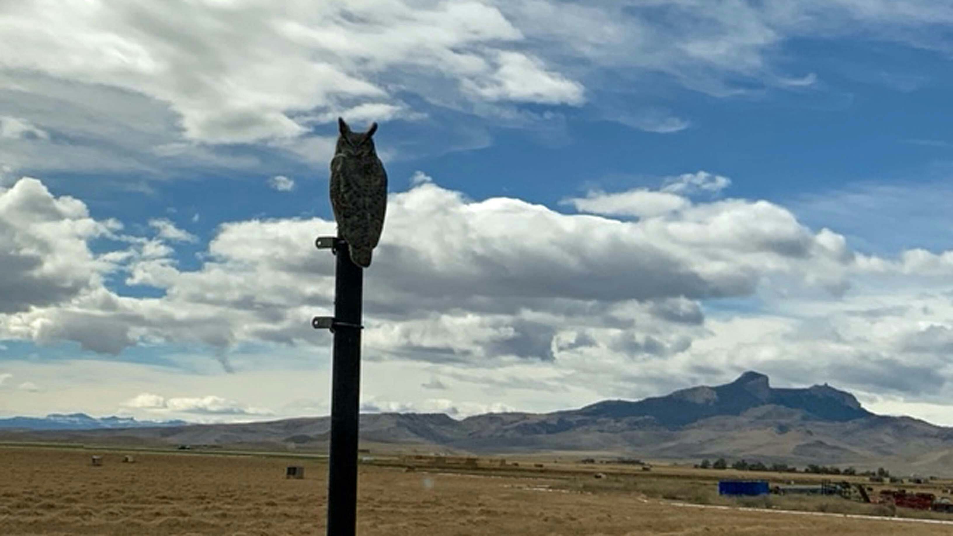 The watchful owl with Heart Mountain in the background on October 4, 2023