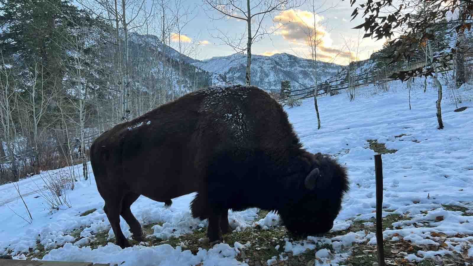 Afternoon visitor in Shoshone National Forest on Oct. 31, 2023