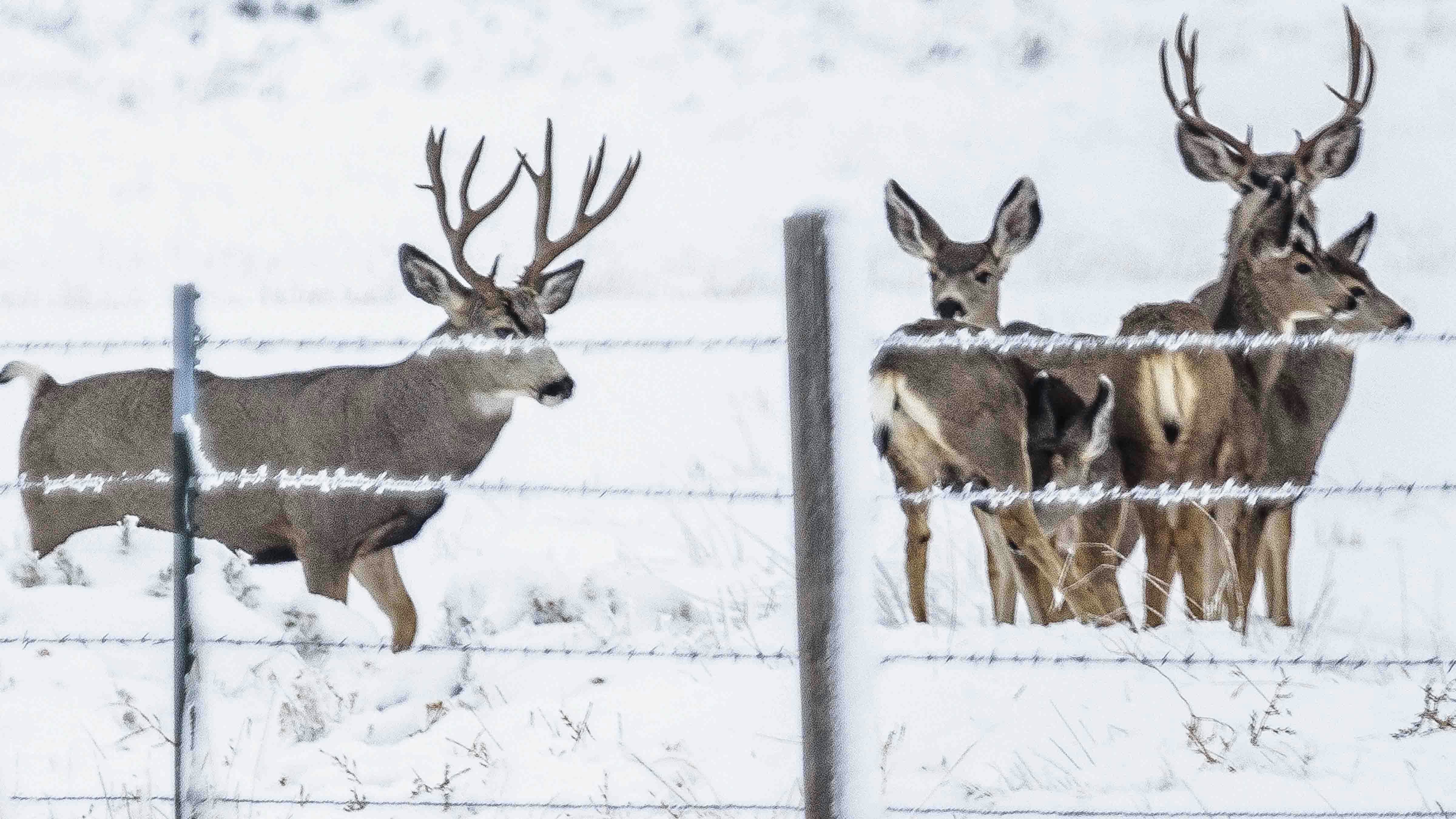 "Wyoming muleys up above Big Piney, Wyoming."