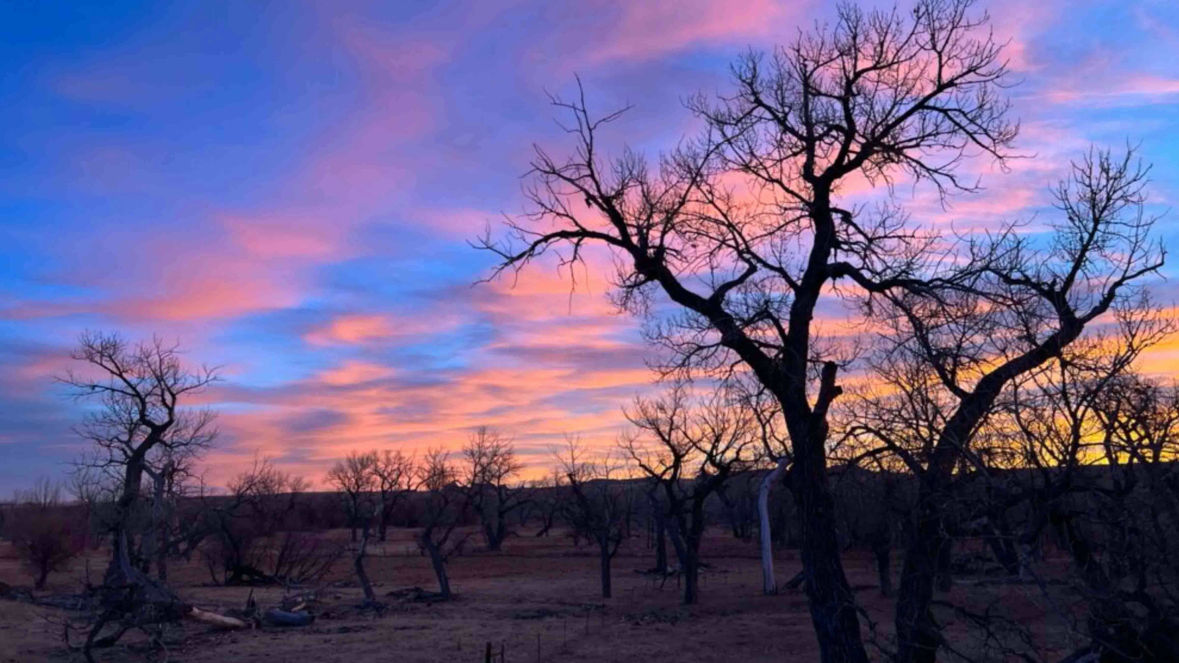 "The sky went from wispy pink clouds to lavender to orange in a few minutes. It was a spectacular show over the starkness of the newly denuded cottonwoods."