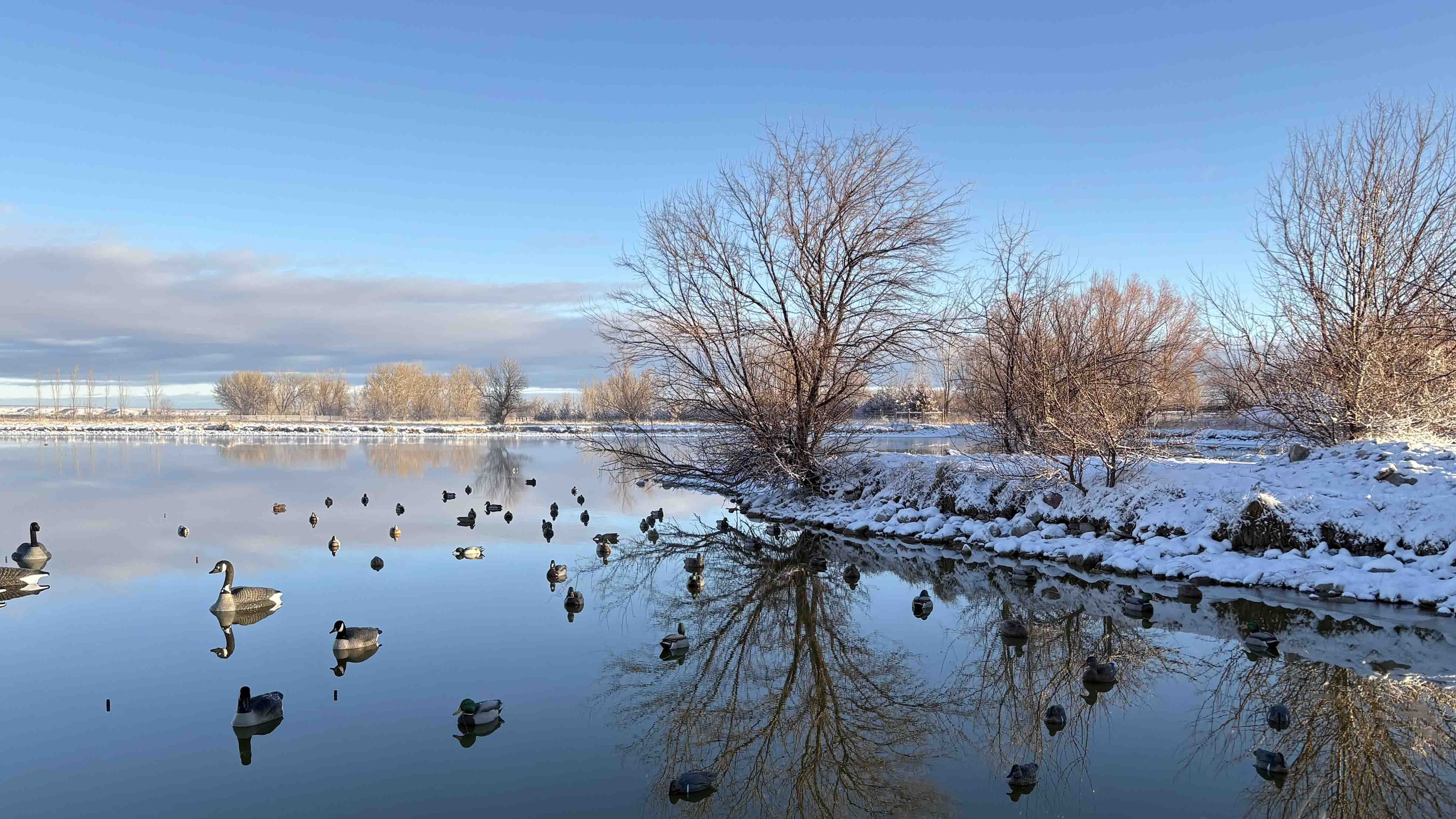 "Beautiful morning hunting geese west of Wheatland."