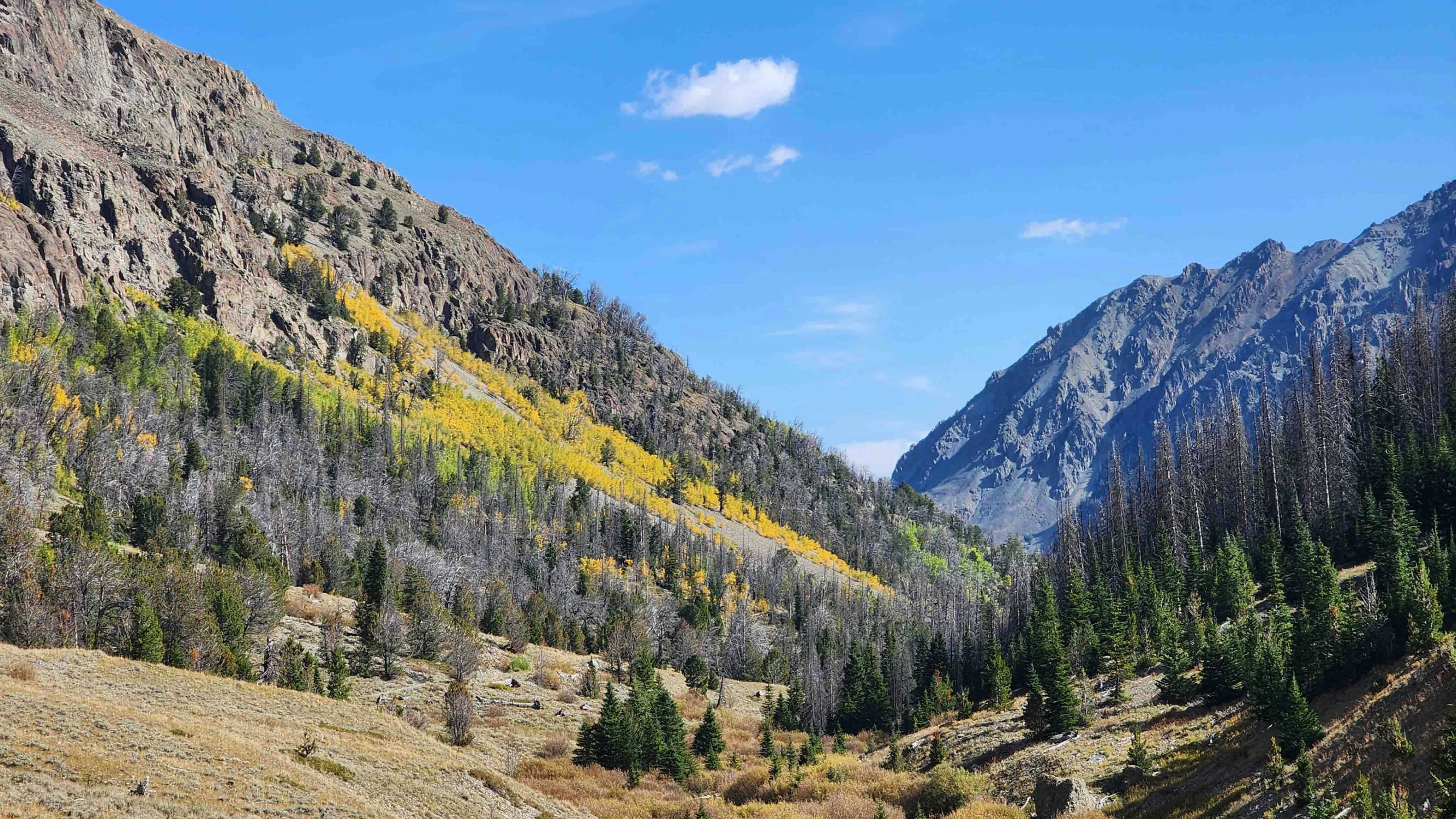 Near the ghost town of Kirwin in the Absaroka Range of Shoshone National Forest. on Oct. 4, 2023.