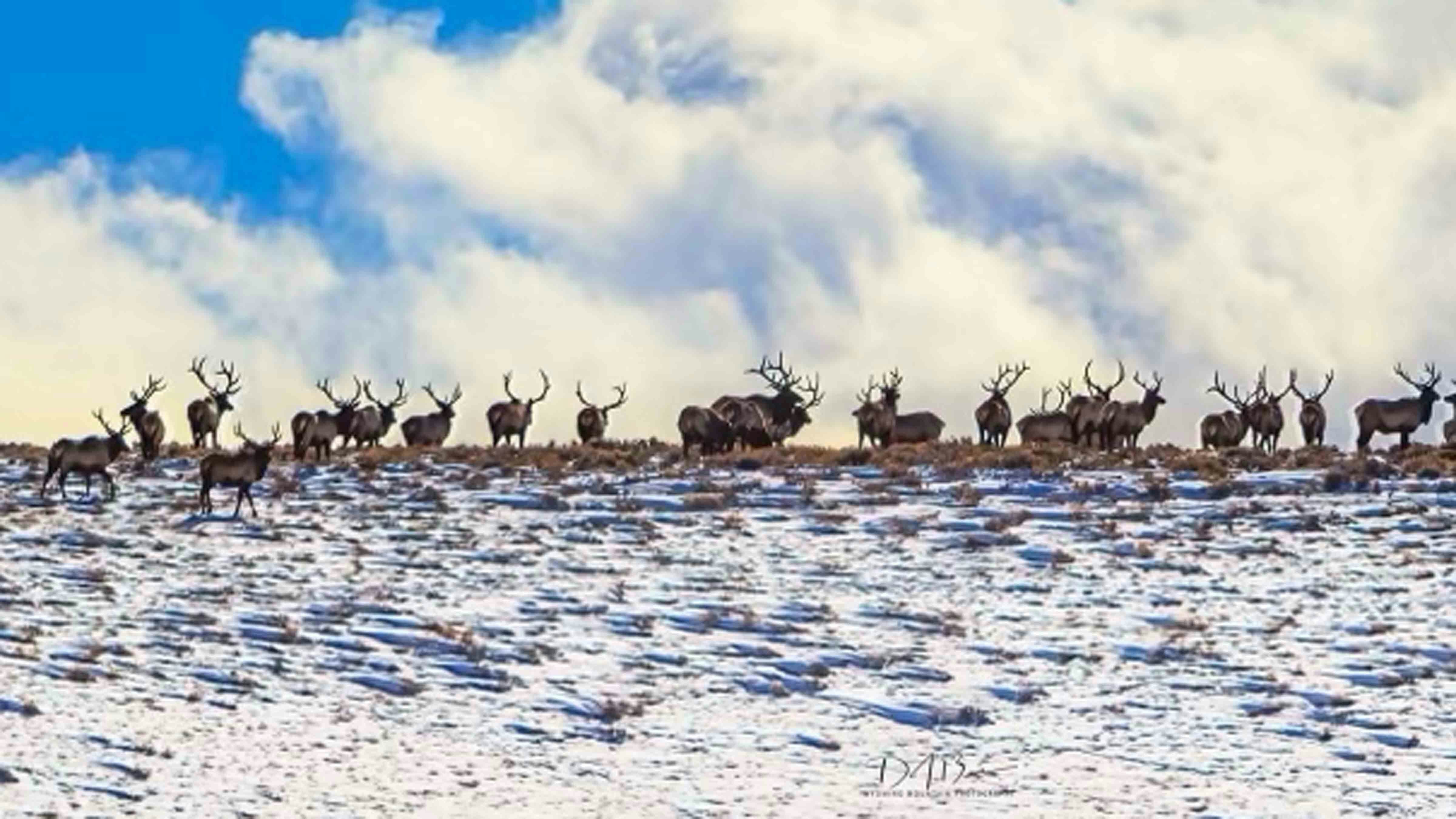 Wintering elk in Sublette County