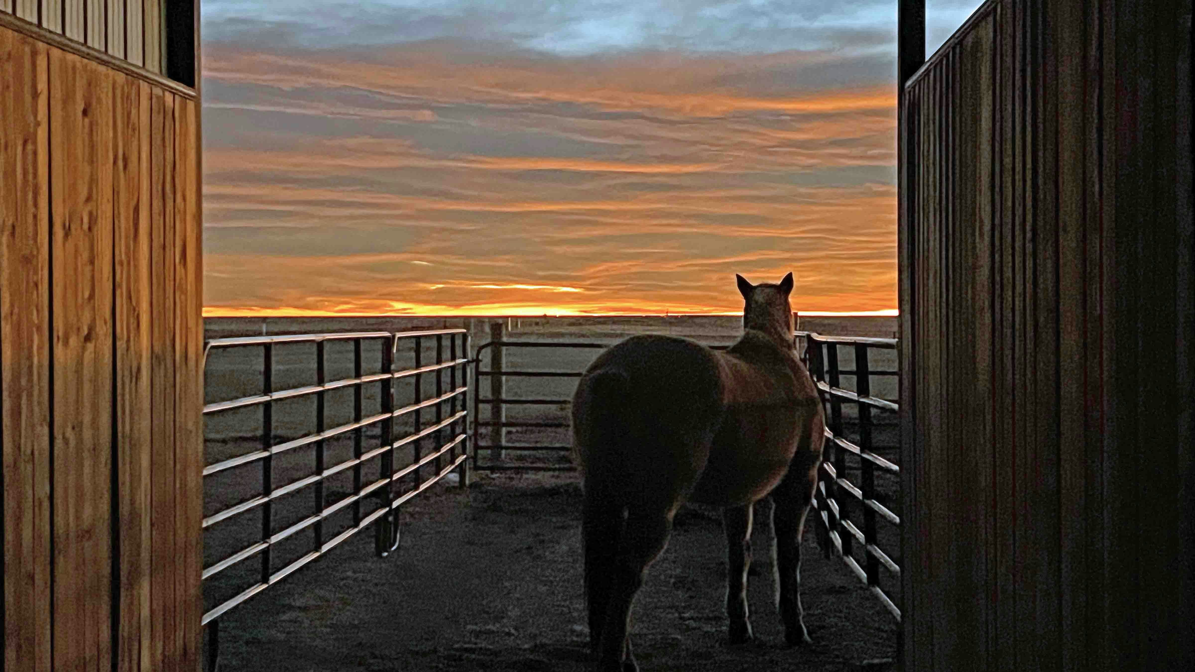 "Good morning from northwestern Laramie County. I'm envious of my gelding's sunrise theatre every morning."