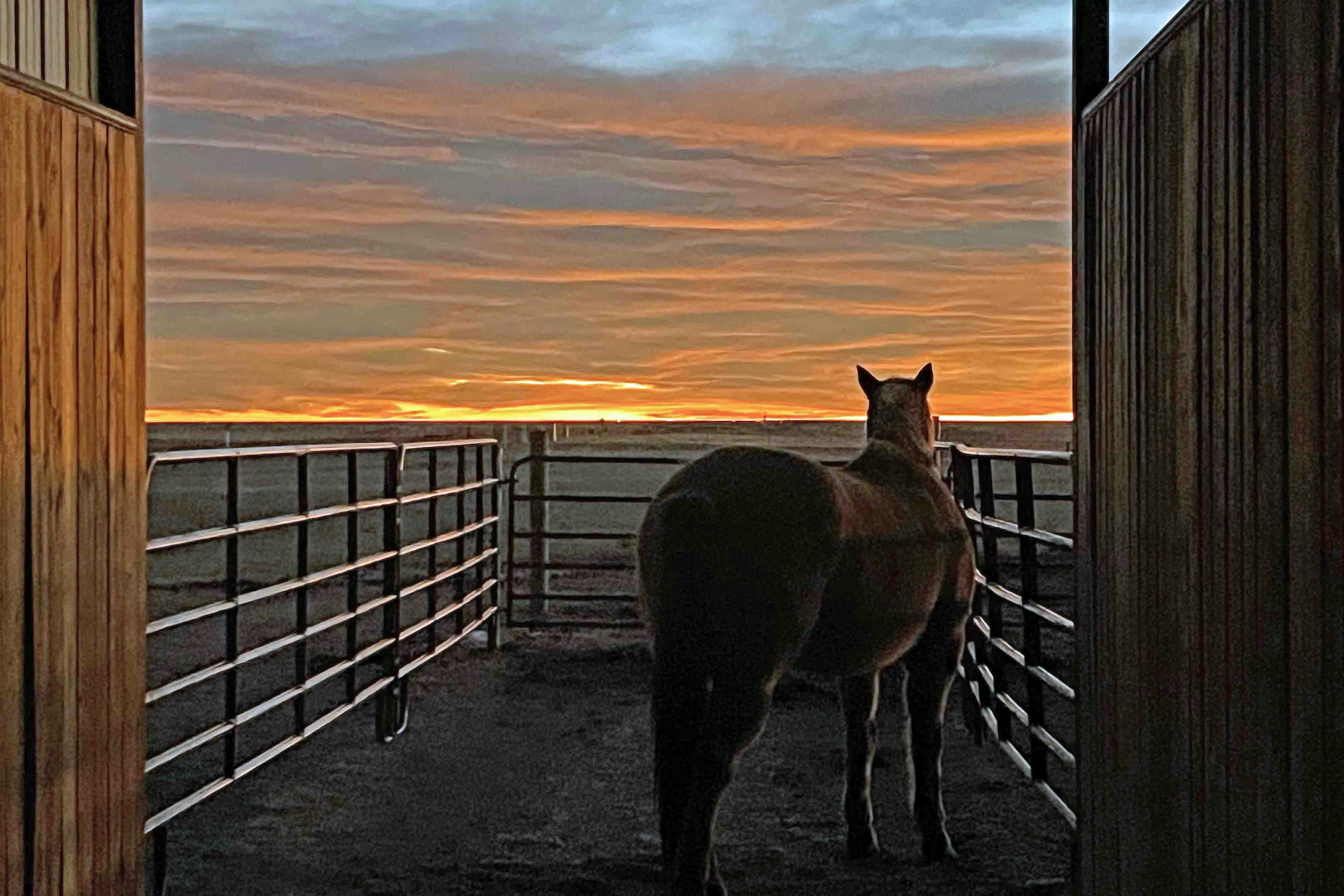 "Good morning from northwestern Laramie County. I'm envious of my gelding's sunrise theatre every morning."