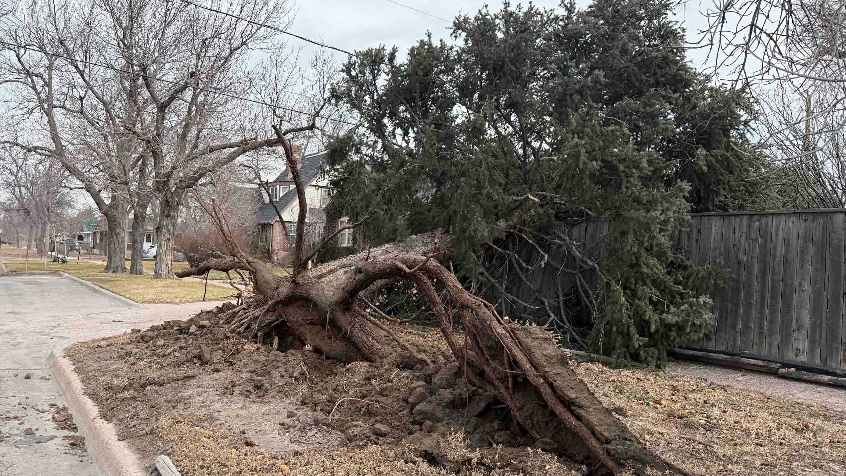 Hurricane force winds downed dozens of trees in Cheyenne on Thursday.