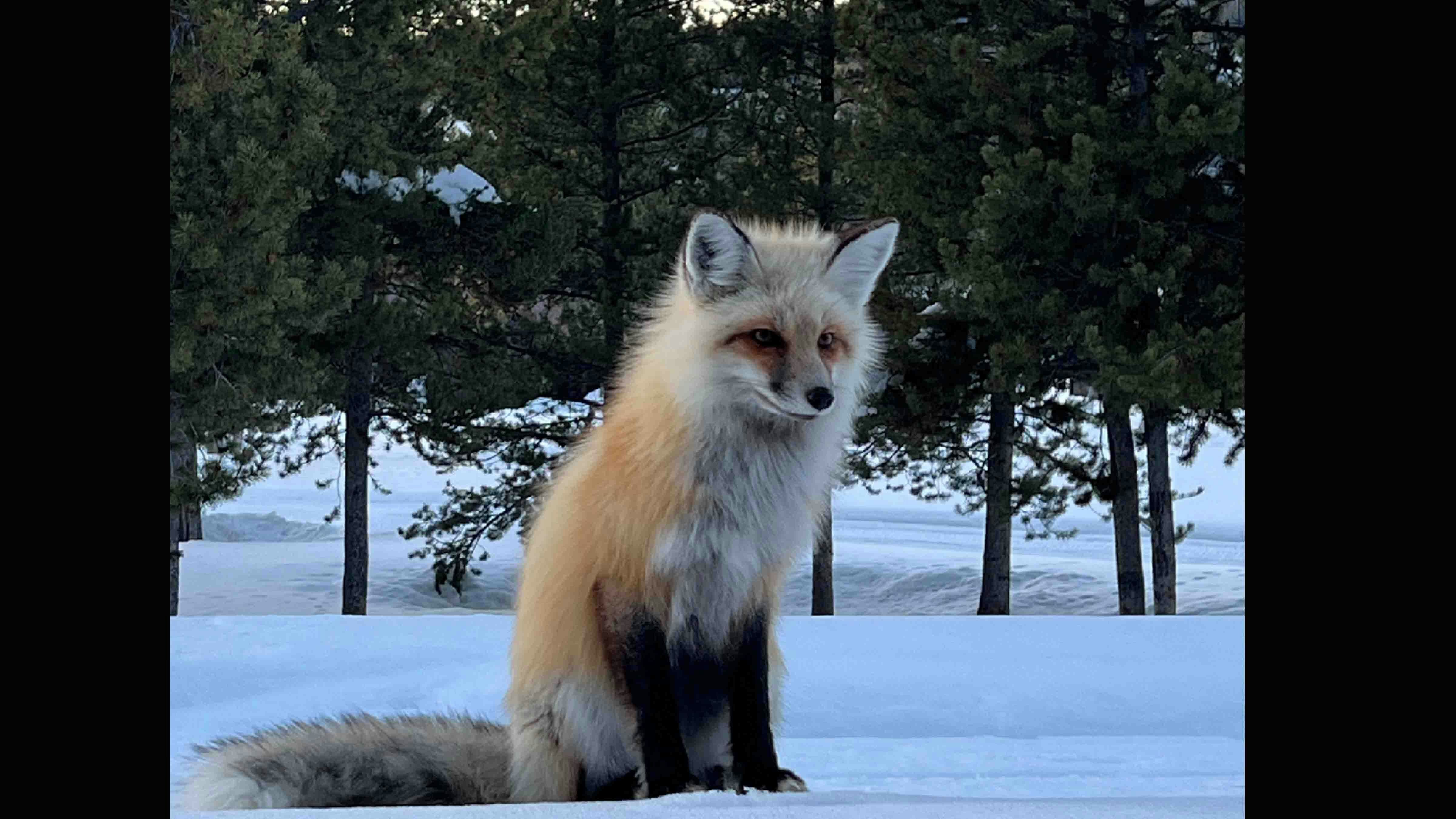 Red fox watching at Turpin Meadow in Teton County on March 16, 2024