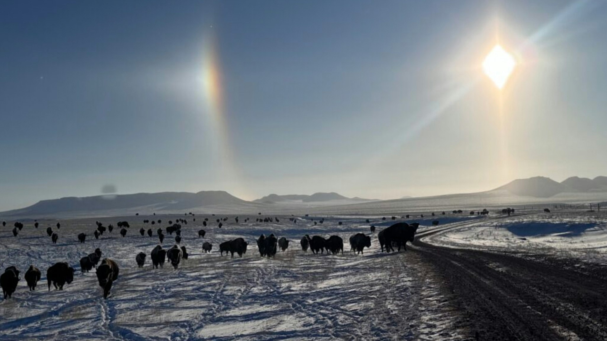 "11 below zero with breezy conditions are no match for these tough bison!!" Durham Bison Ranch, Wright, WY