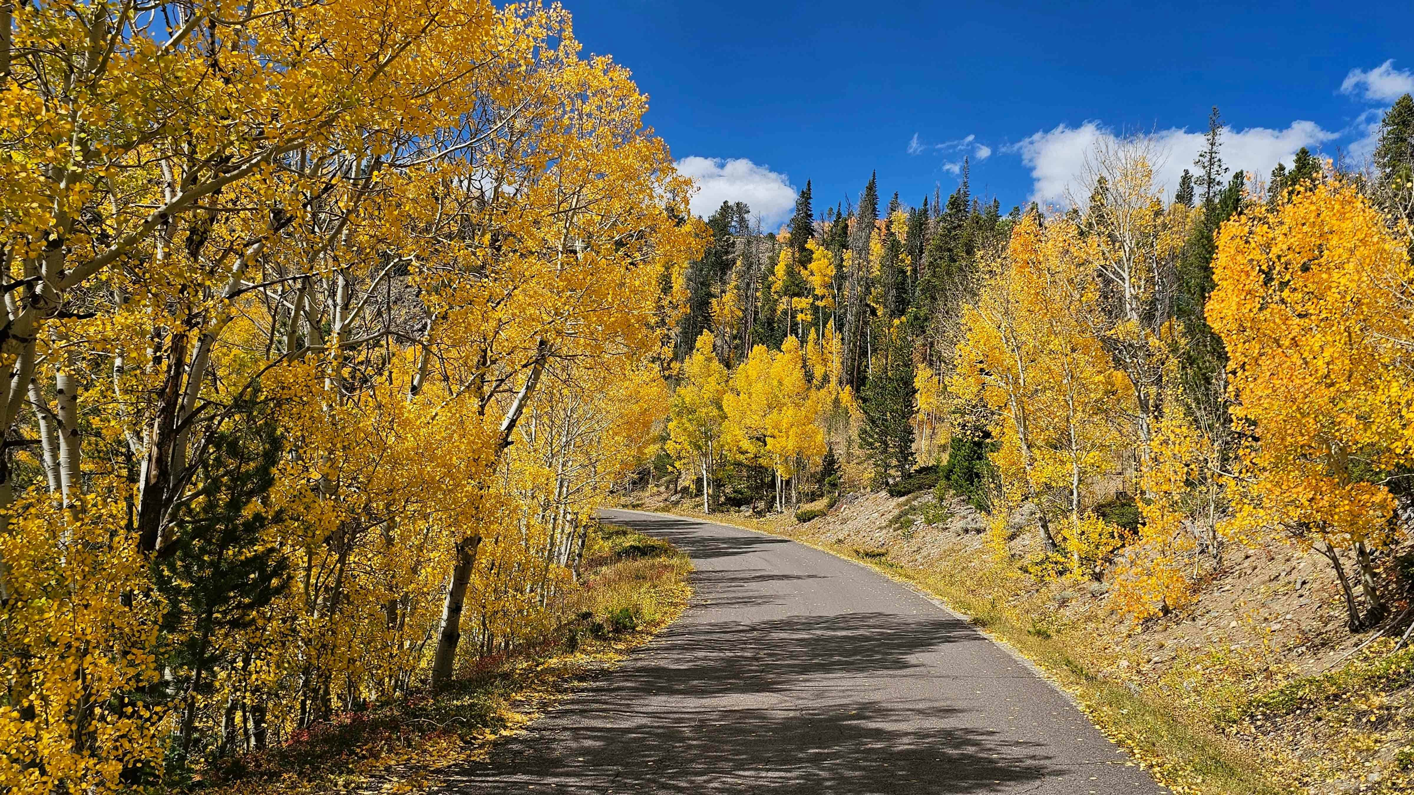 Fall colors peaking along Barber Lake Road in Albany County on Sept. 26, 2024