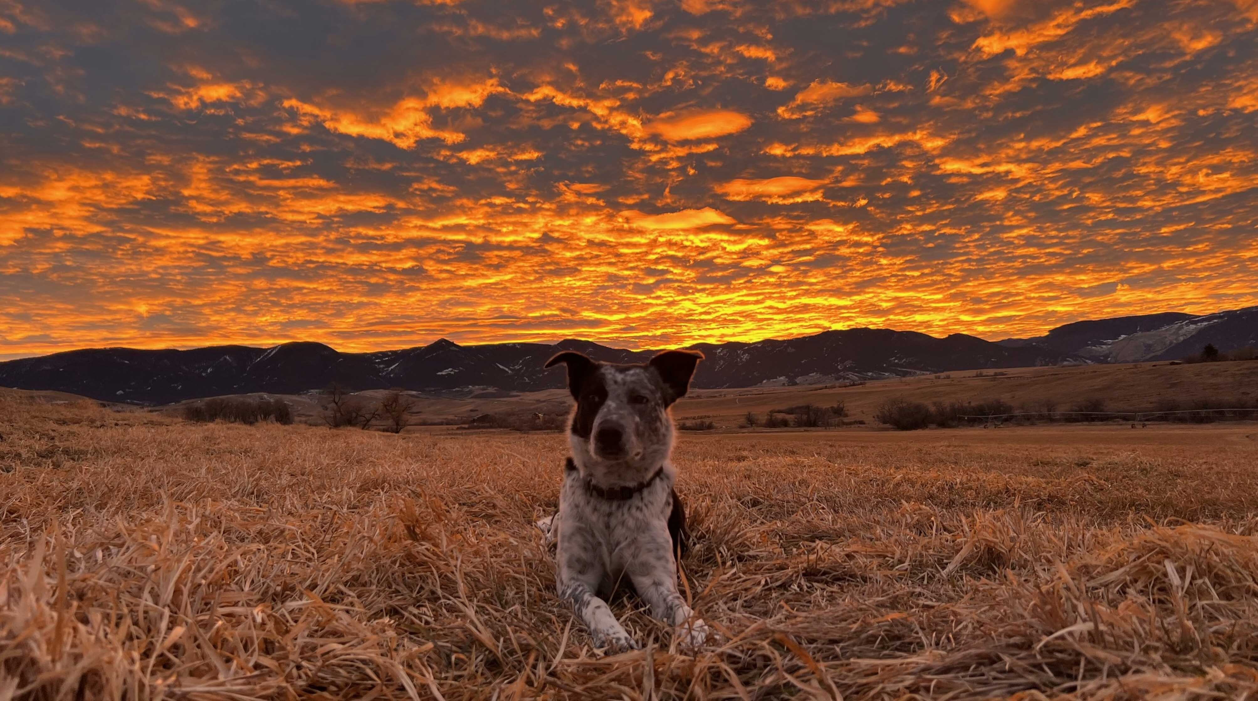 "BO is Enjoying a rest and the sunset at the base of the Bighorns in Big Horn, Wyoming, after checking cows.