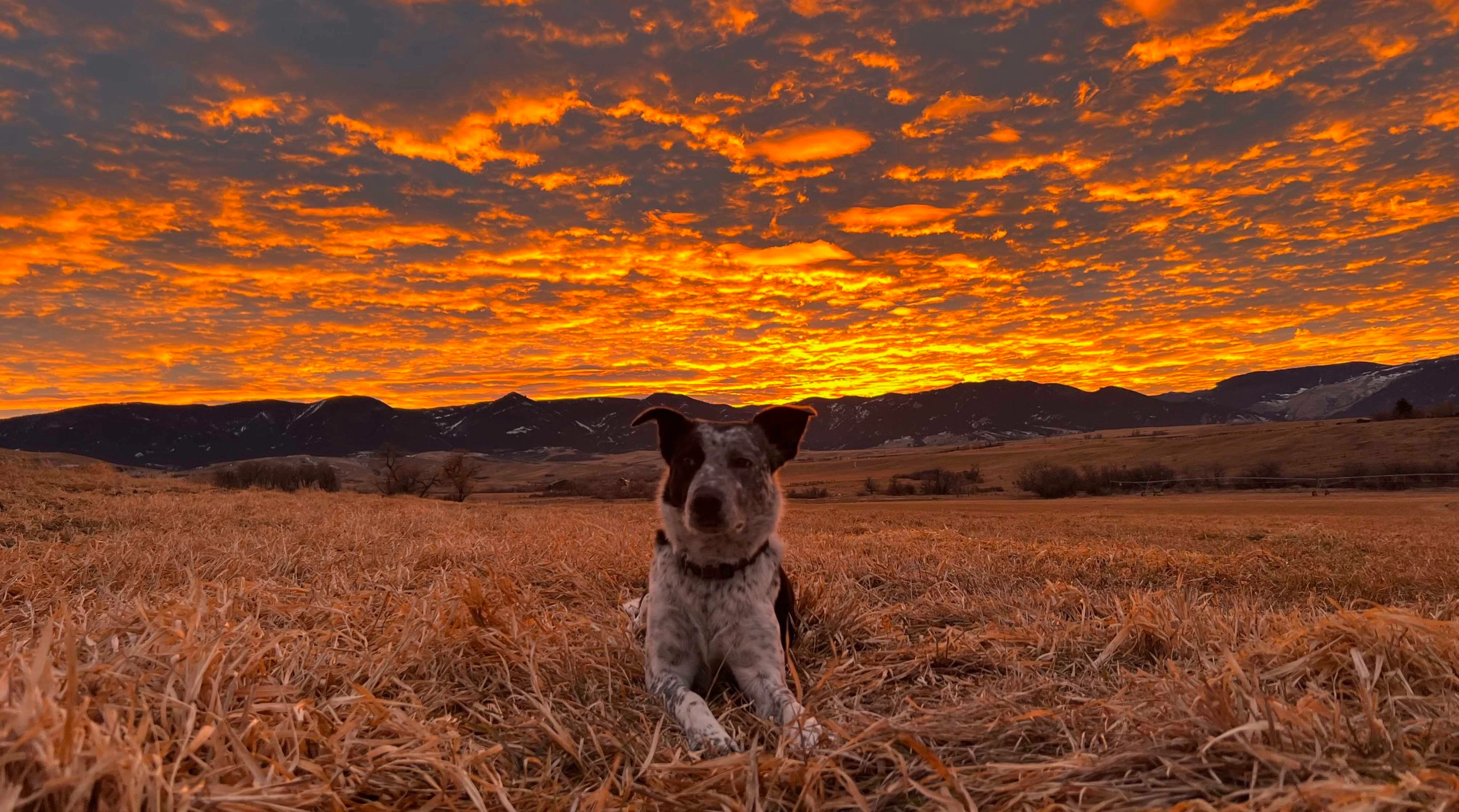 "BO is Enjoying a rest and the sunset at the base of the Bighorns in Big Horn, Wyoming, after checking cows.