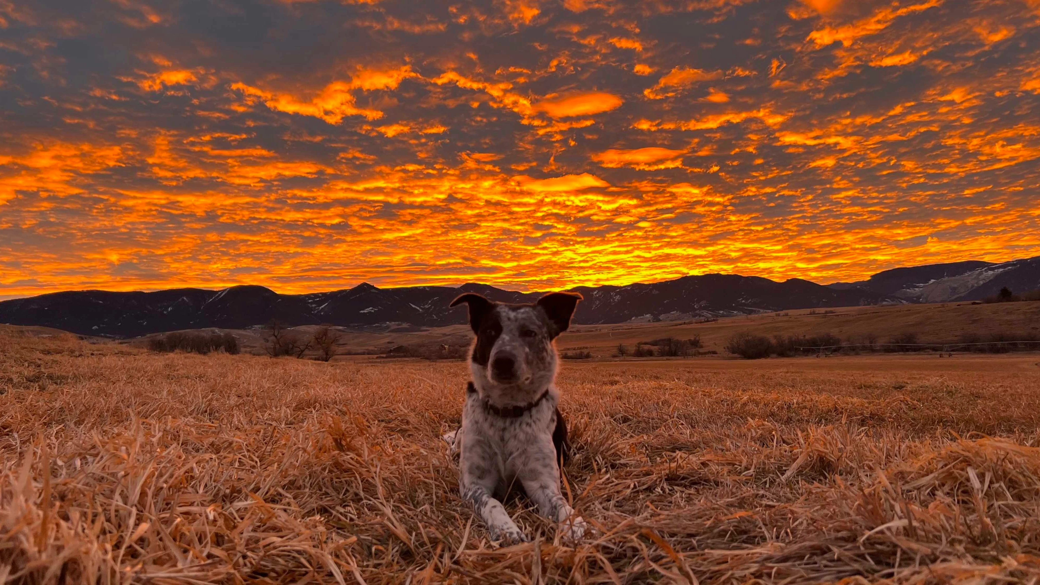 "BO is Enjoying a rest and the sunset at the base of the Bighorns in Big Horn, Wyoming, after checking cows.
