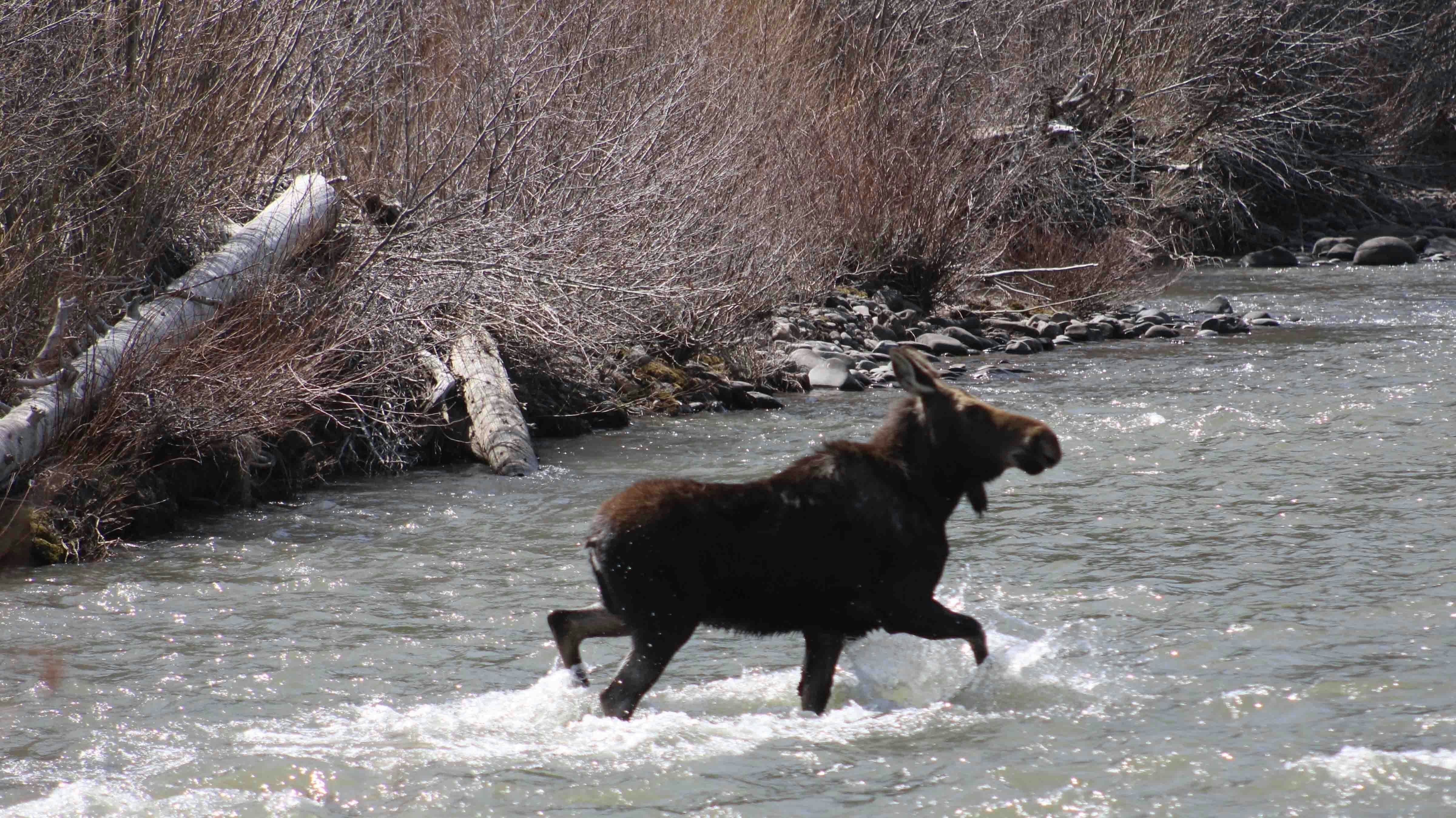 "Moose on the north fork of the Shoshone river outside of Cody on April 23, 2024."