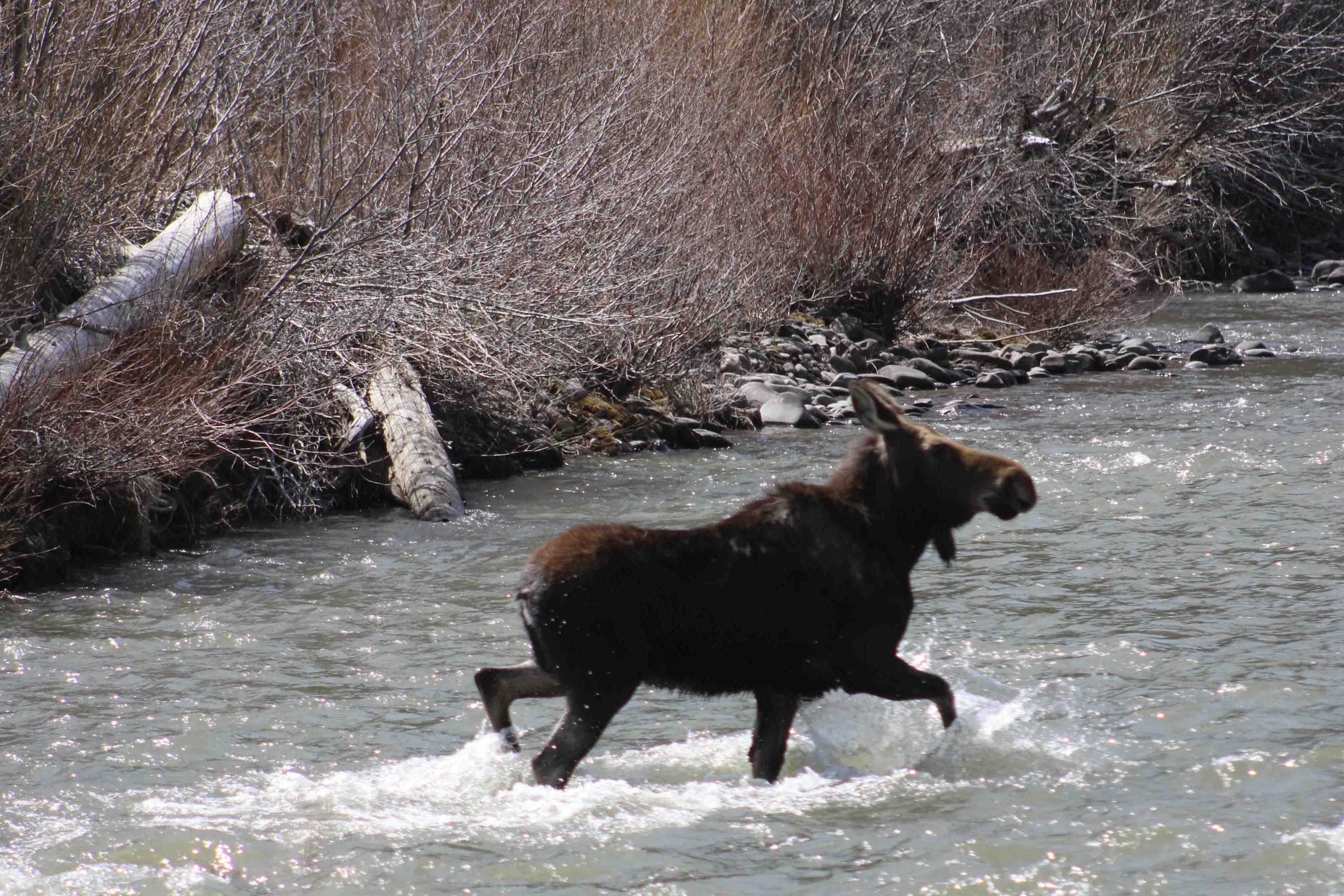 "Moose on the north fork of the Shoshone river outside of Cody on April 23, 2024."