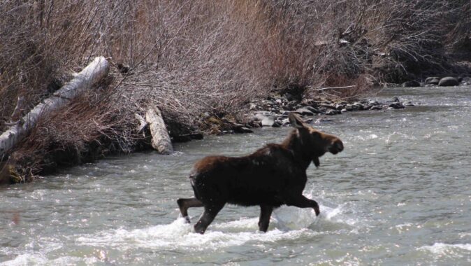 "Moose on the north fork of the Shoshone river outside of Cody"