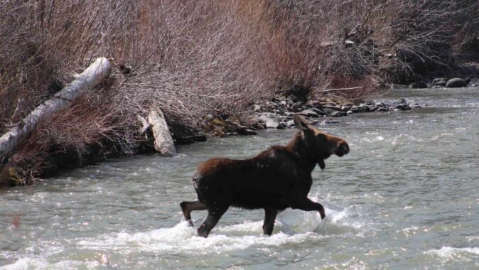 "Moose on the north fork of the Shoshone river outside of Cody"